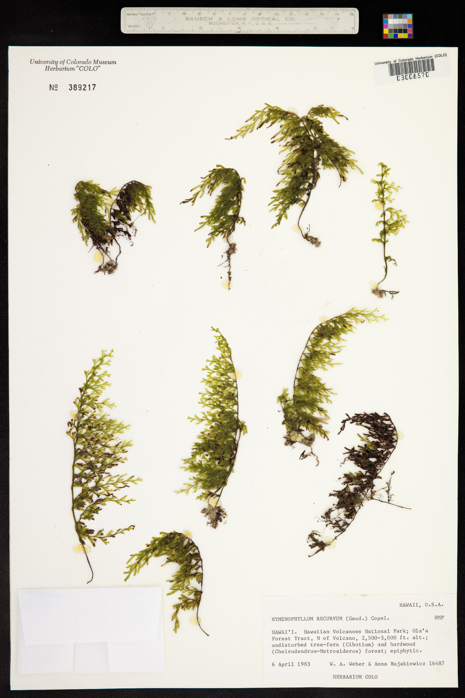 Hymenophyllum recurvum image