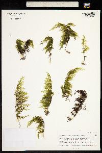 Image of Hymenophyllum recurvum