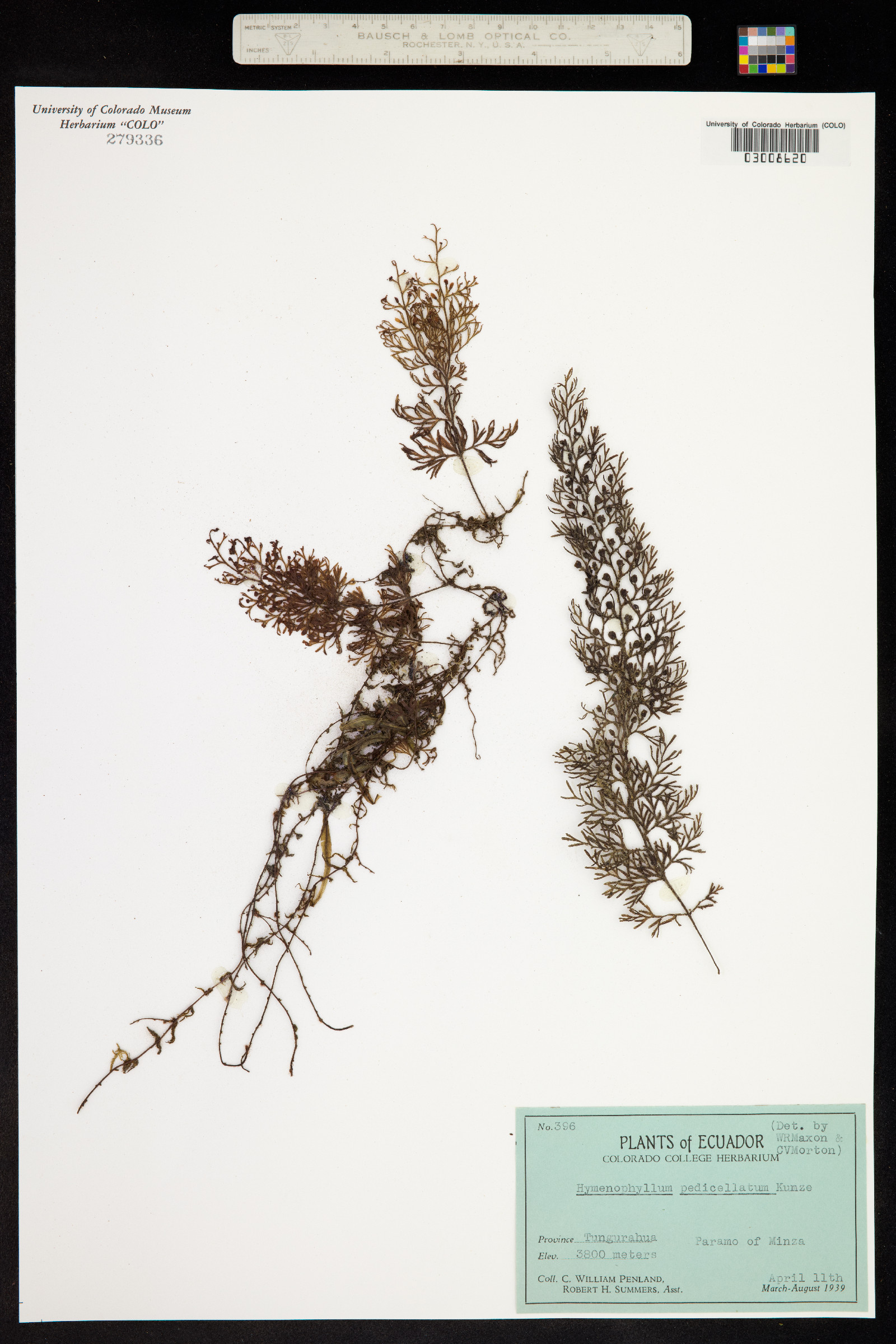 Hymenophyllum fucoides subsp. pedicellatum image