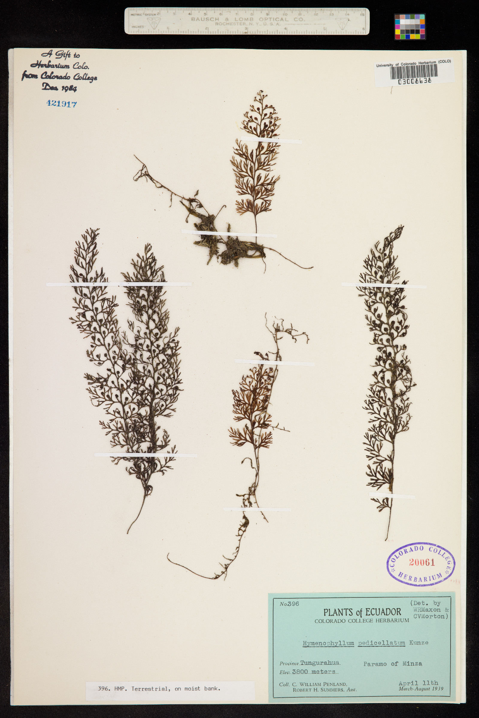 Hymenophyllum fucoides subsp. pedicellatum image