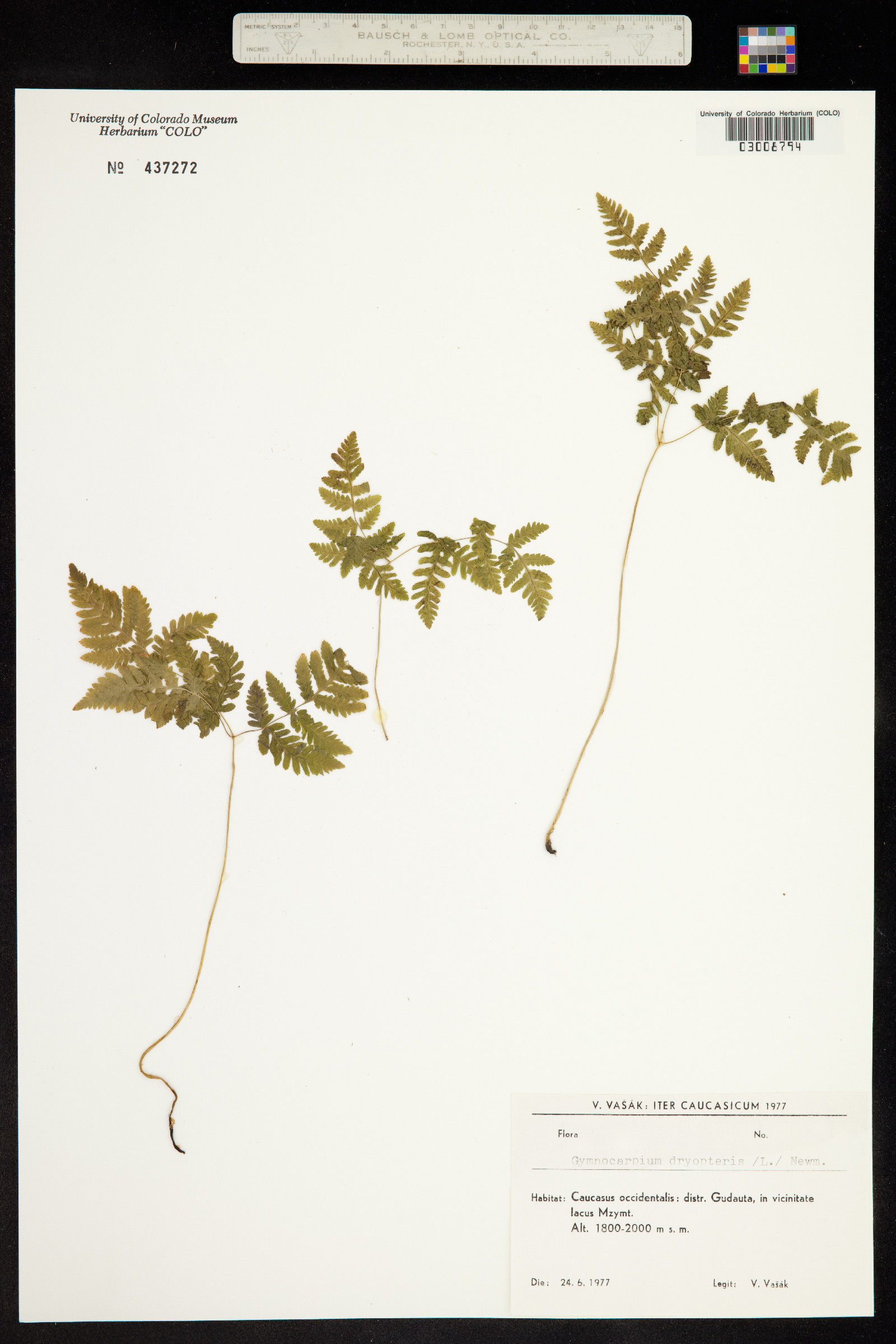 Gymnocarpium dryopteris image