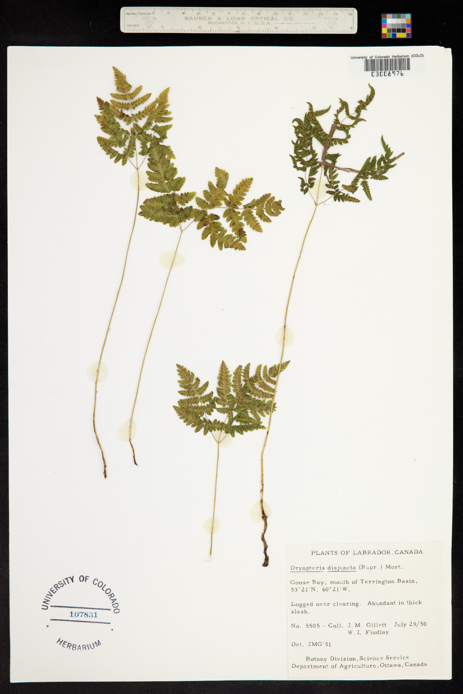 Gymnocarpium dryopteris image