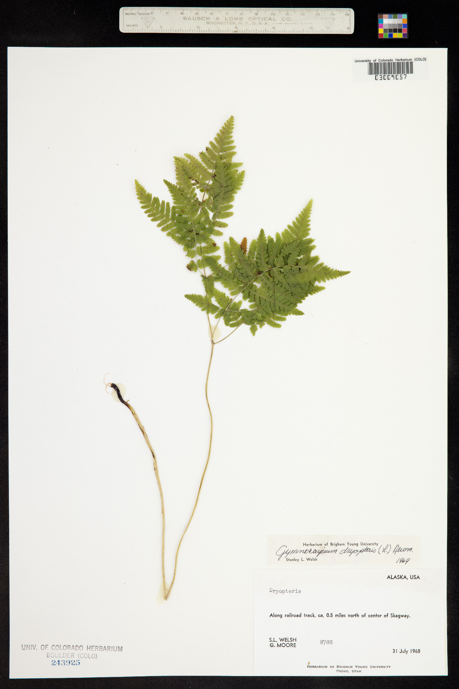 Gymnocarpium image