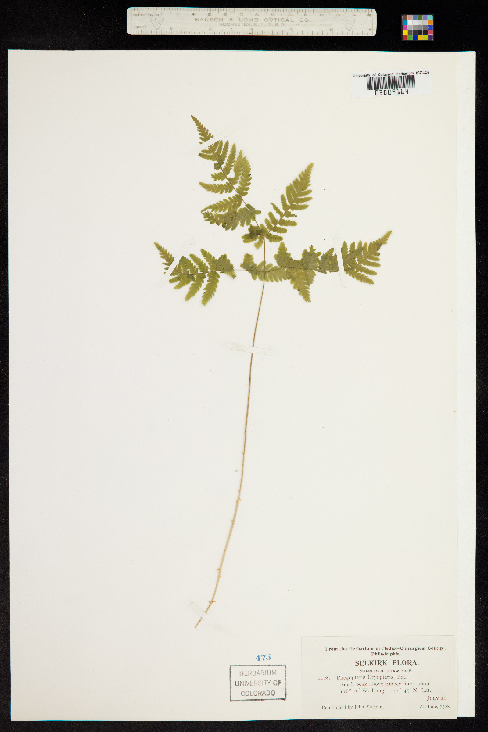 Gymnocarpium dryopteris image