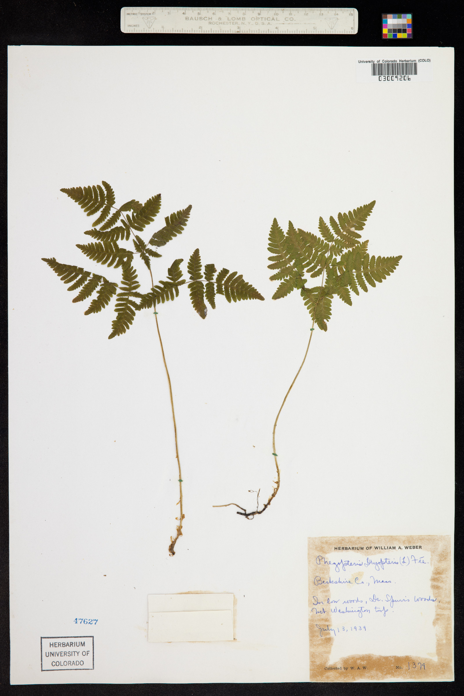 Gymnocarpium dryopteris image