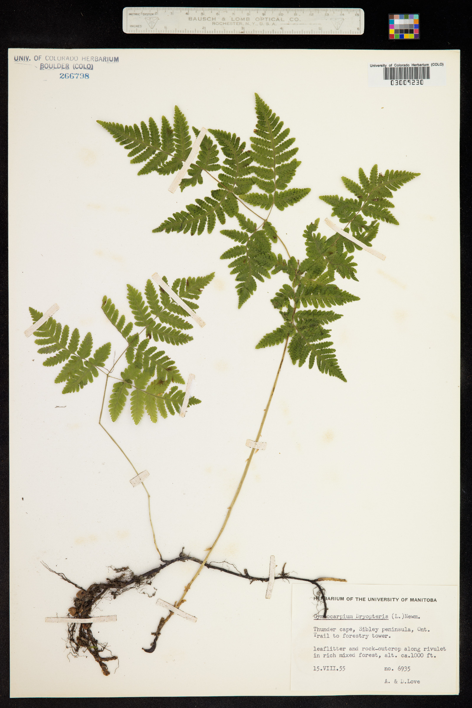 Gymnocarpium dryopteris image