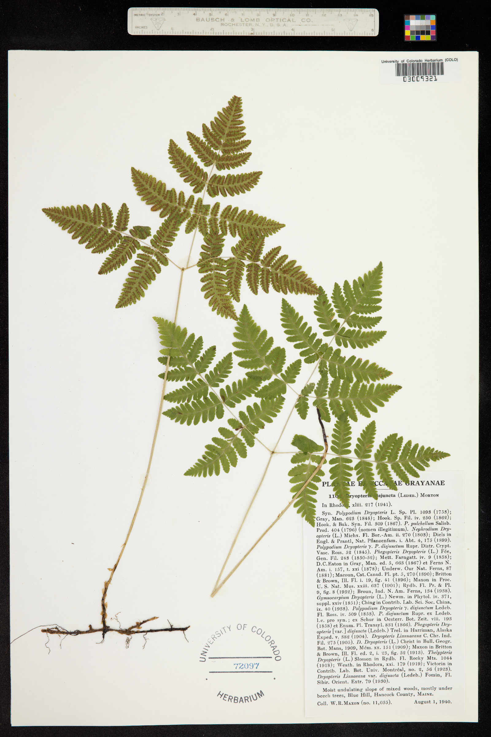 Gymnocarpium dryopteris image