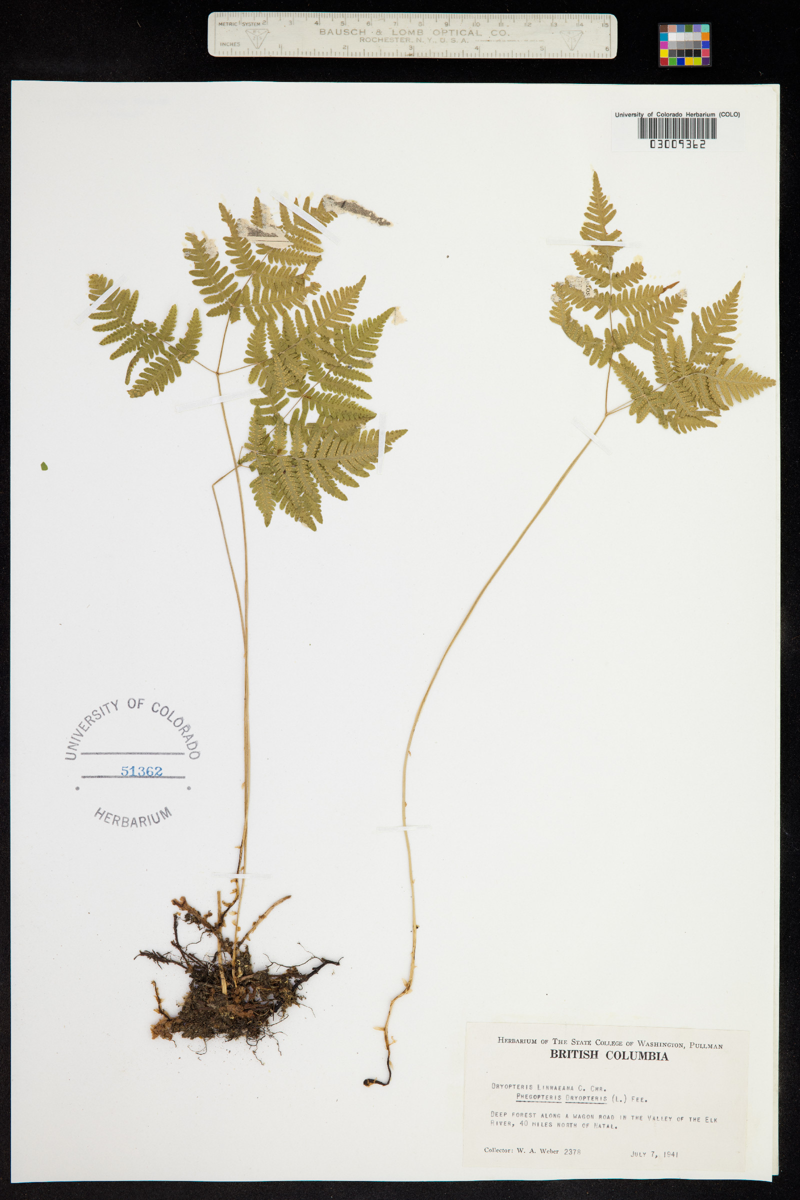 Gymnocarpium dryopteris image