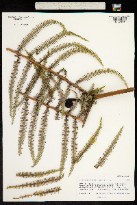 Hicriopteris pinnata image