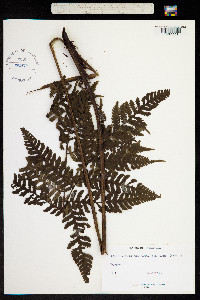 Image of Hemitelia escuquensis