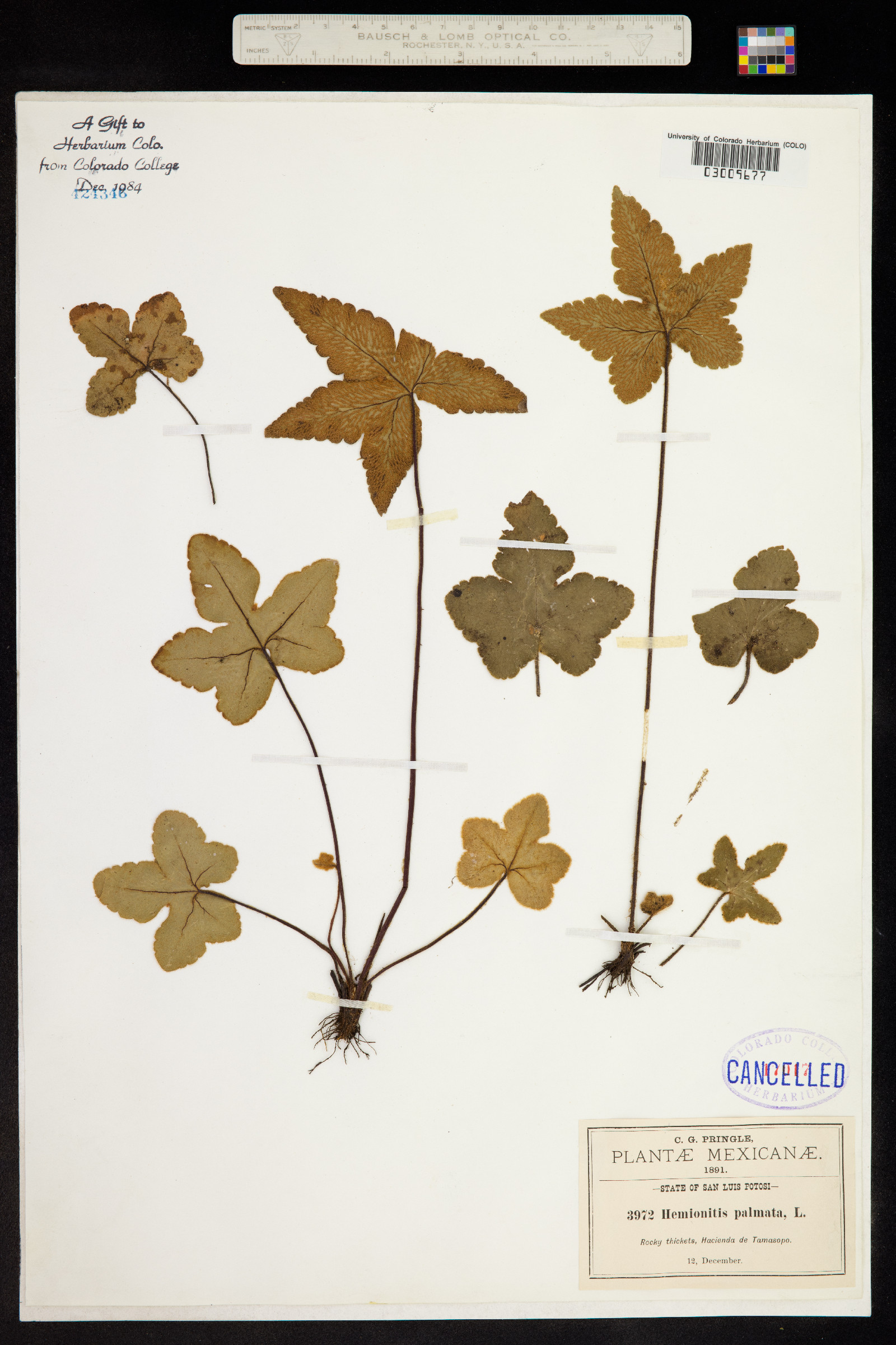 Hemionitis palmata image
