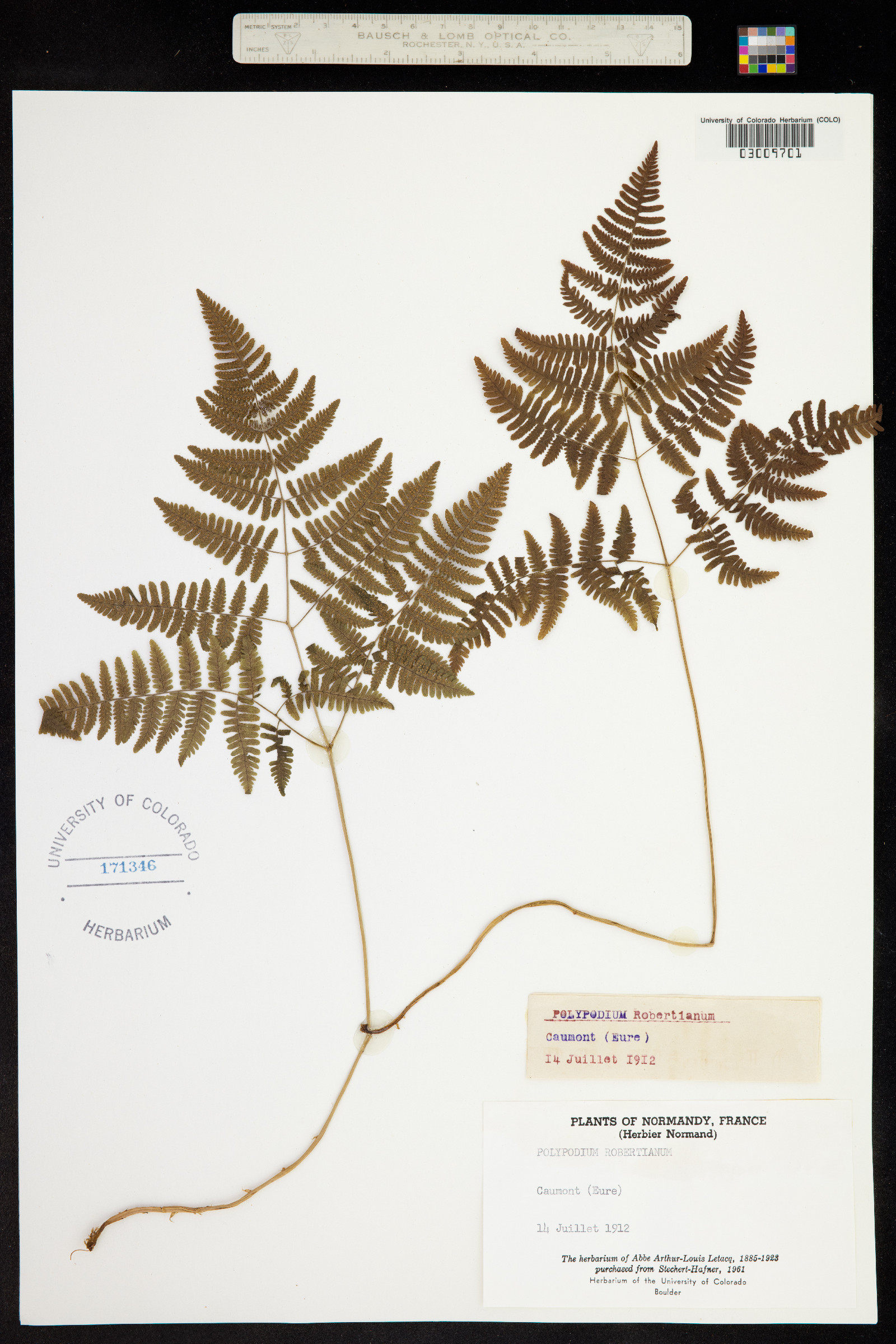 Gymnocarpium robertianum image