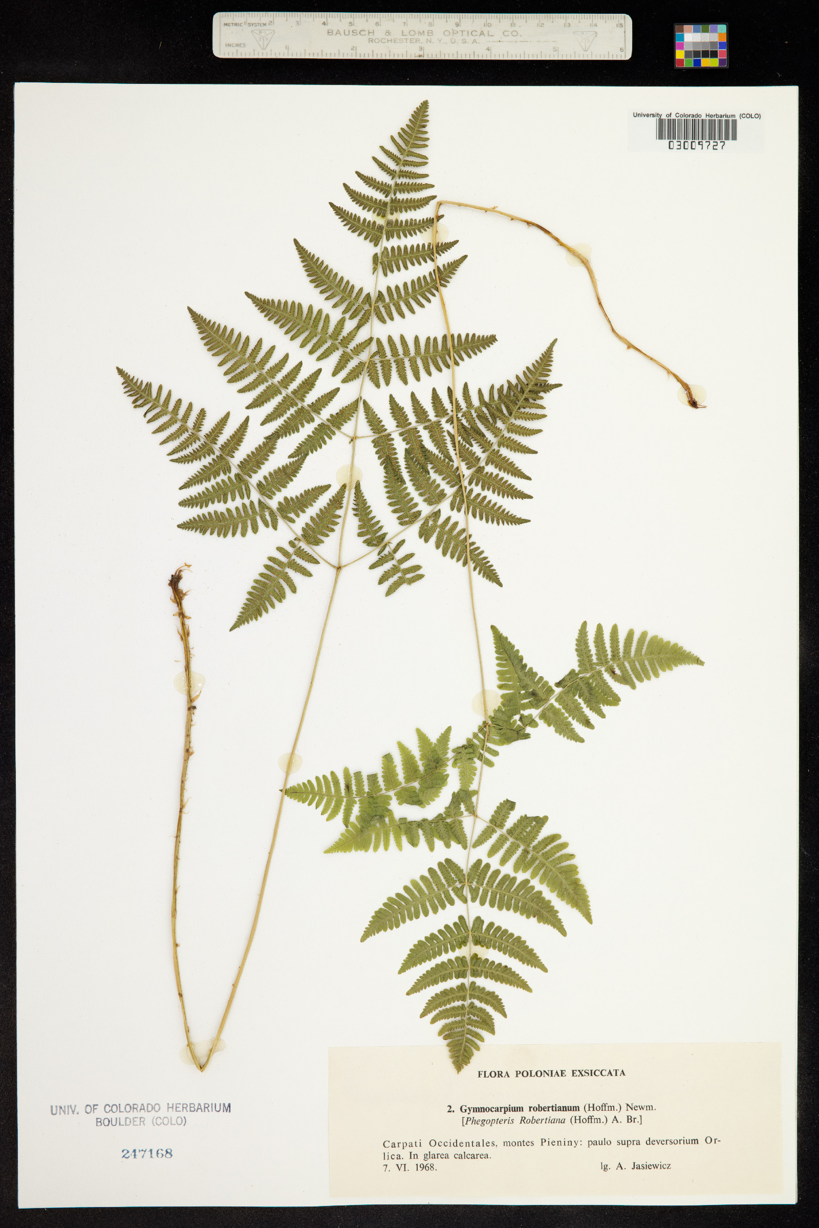 Gymnocarpium robertianum image