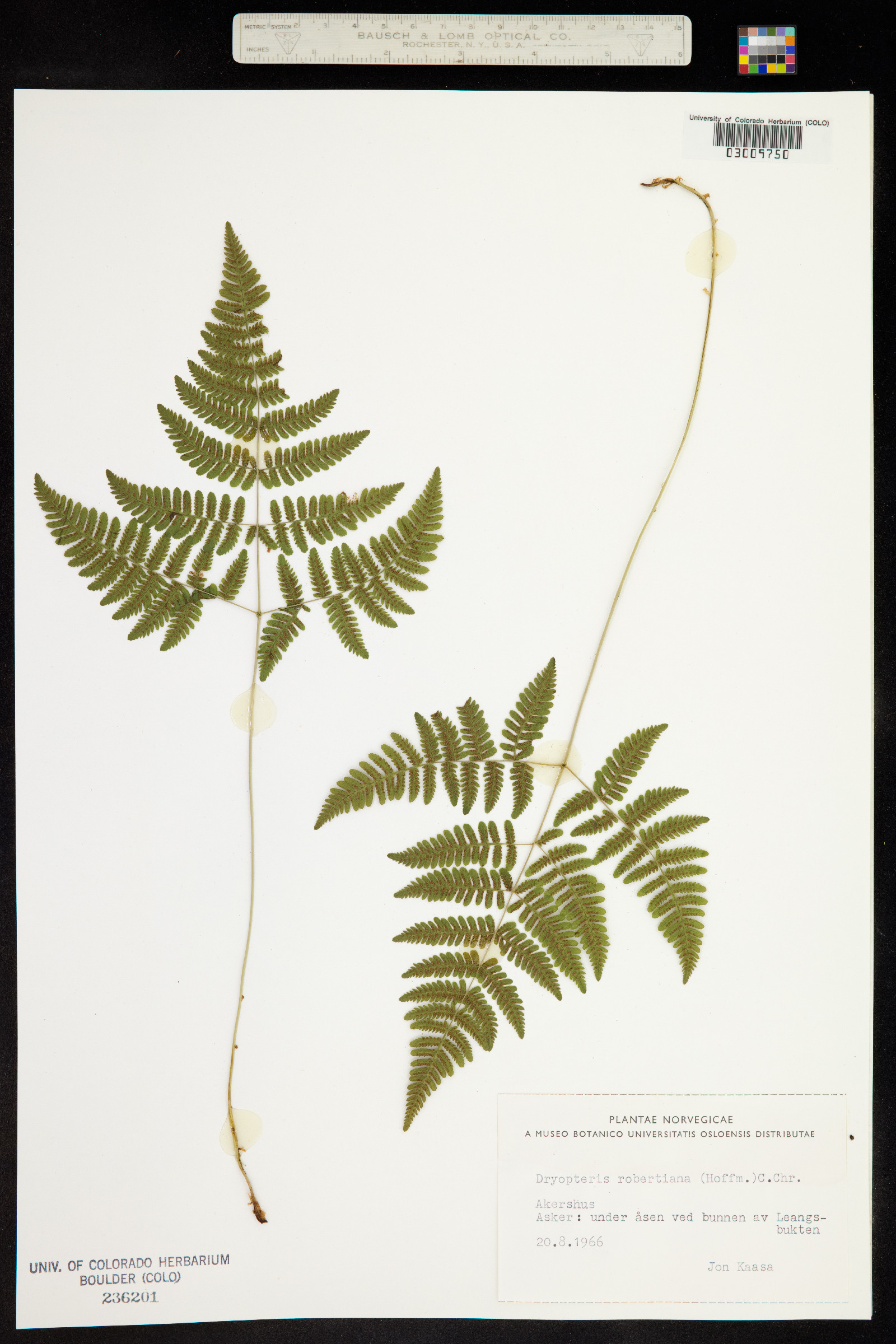 Gymnocarpium robertianum image
