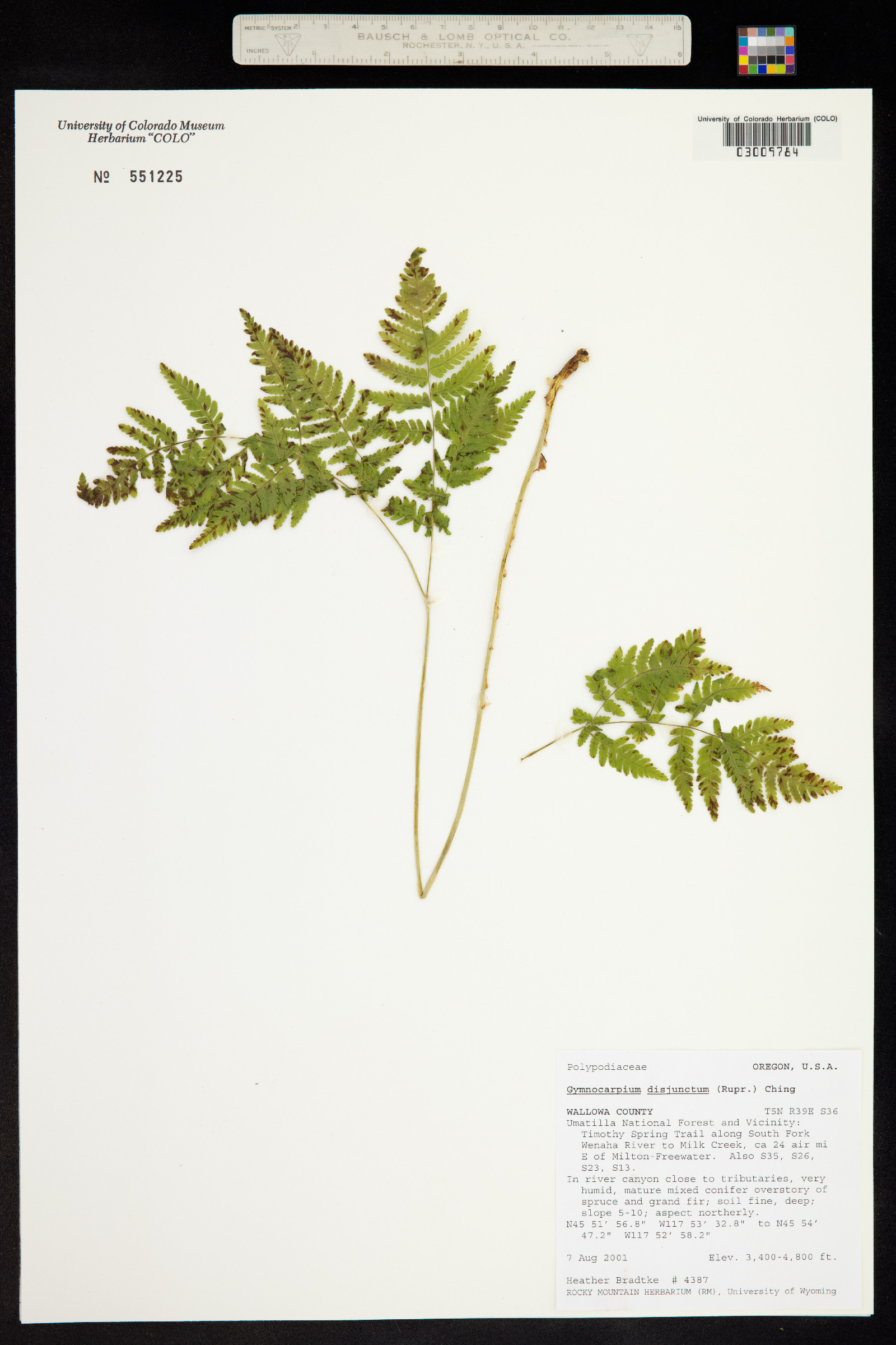 Gymnocarpium disjunctum image