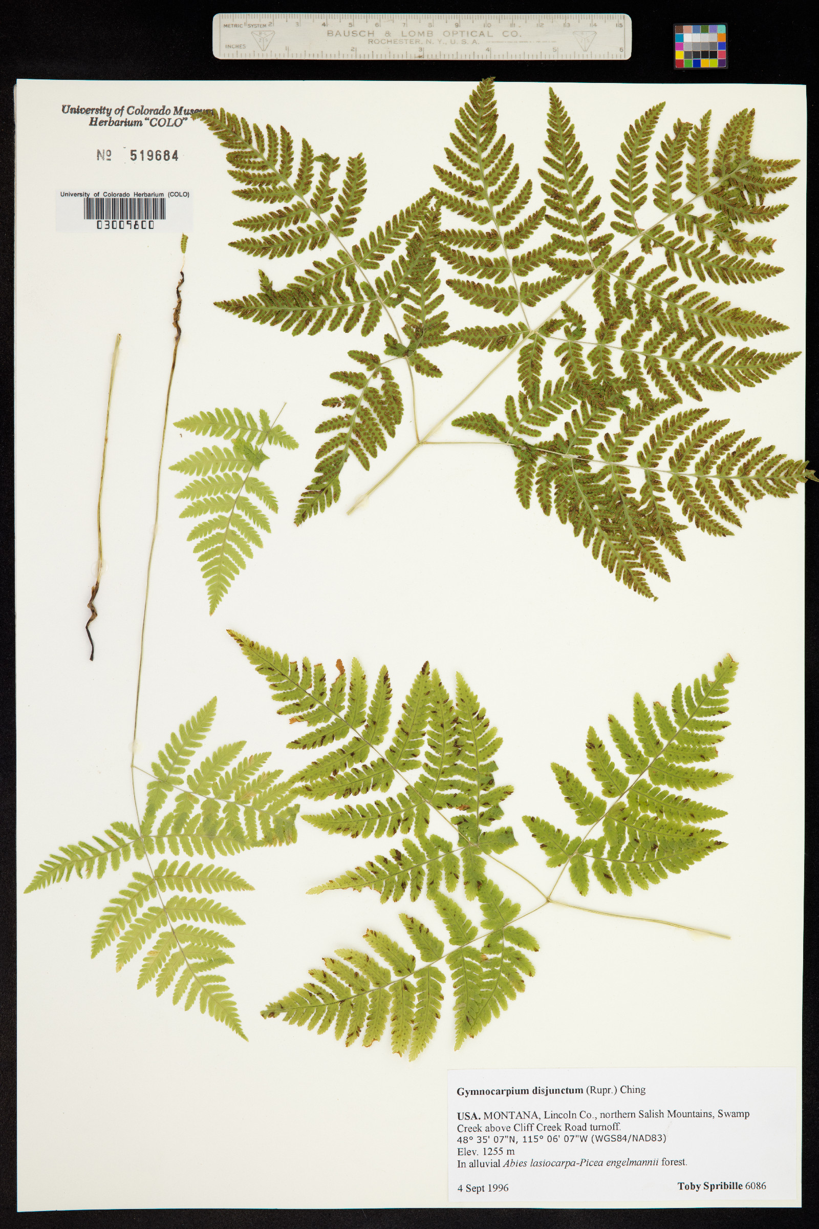 Gymnocarpium disjunctum image