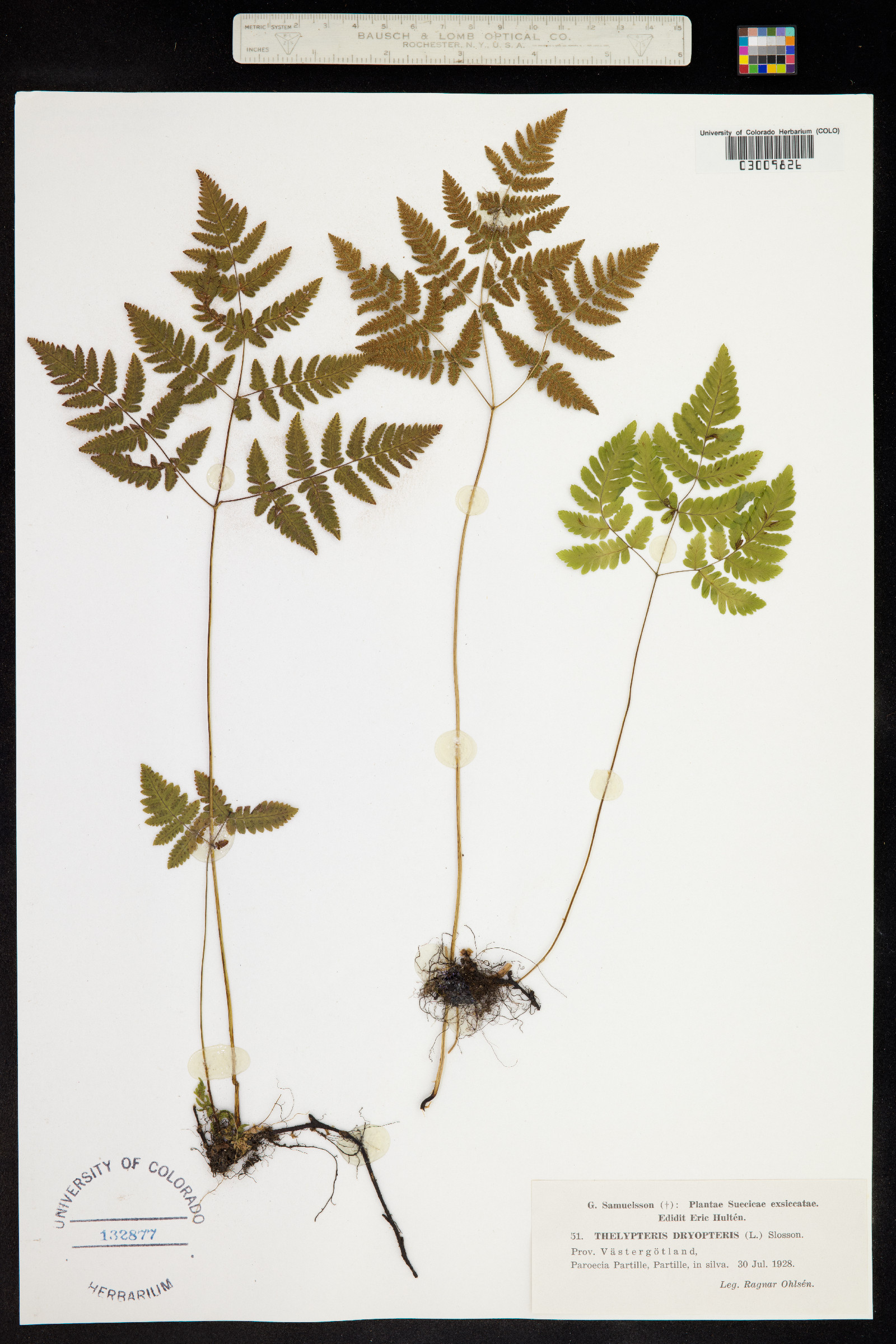 Gymnocarpium dryopteris image
