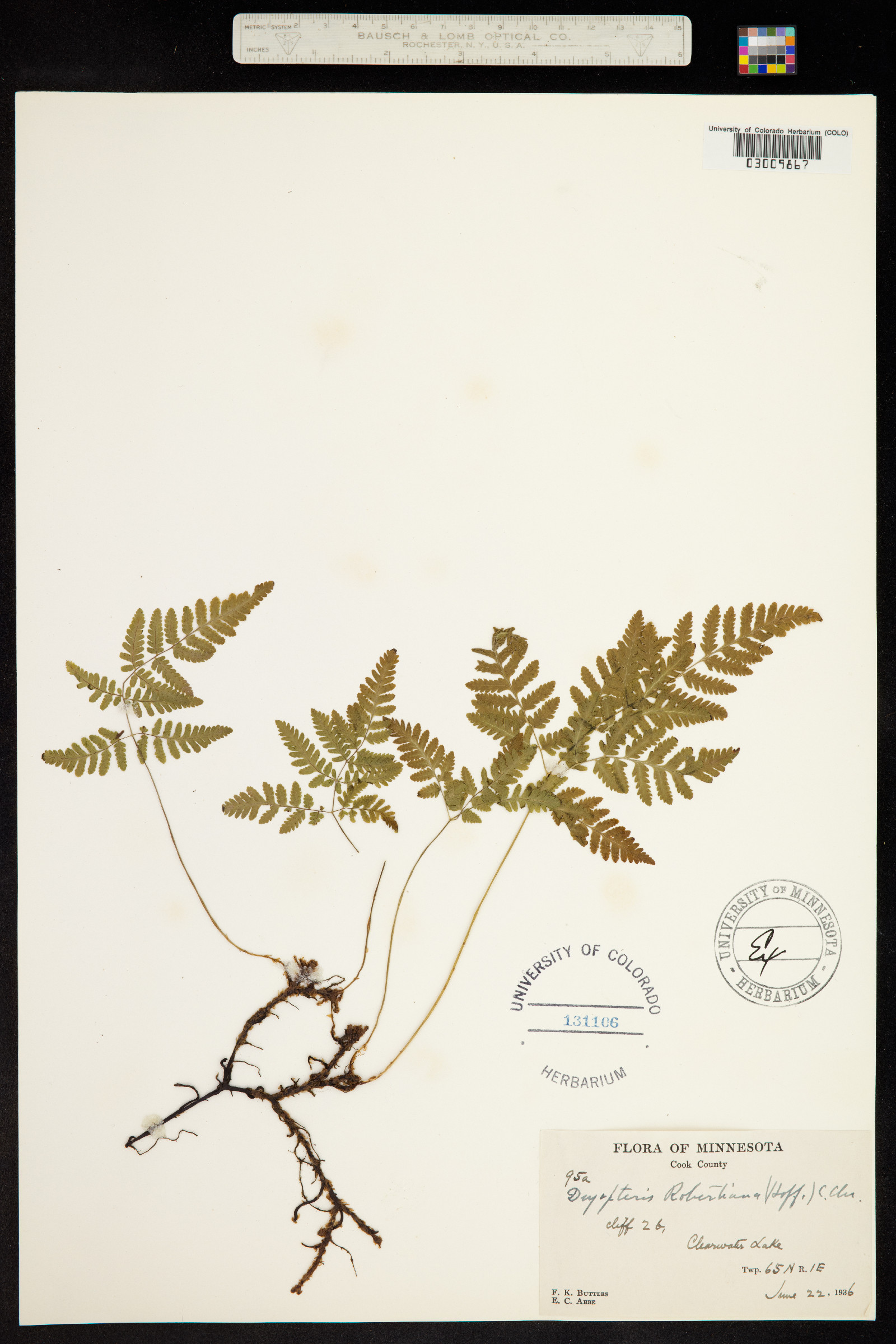 Gymnocarpium image