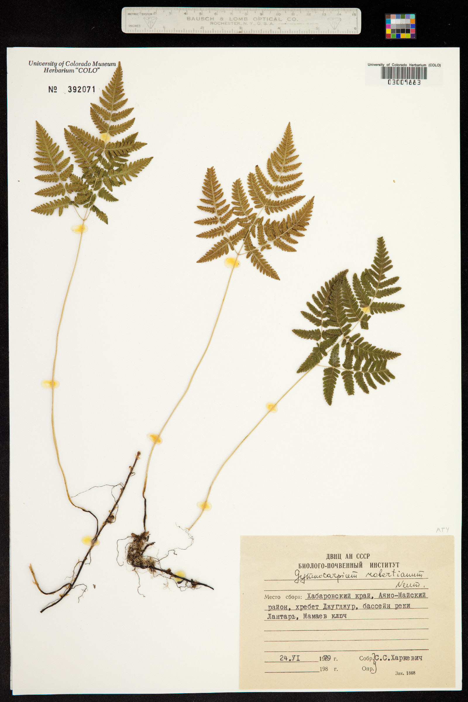 Gymnocarpium robertianum image
