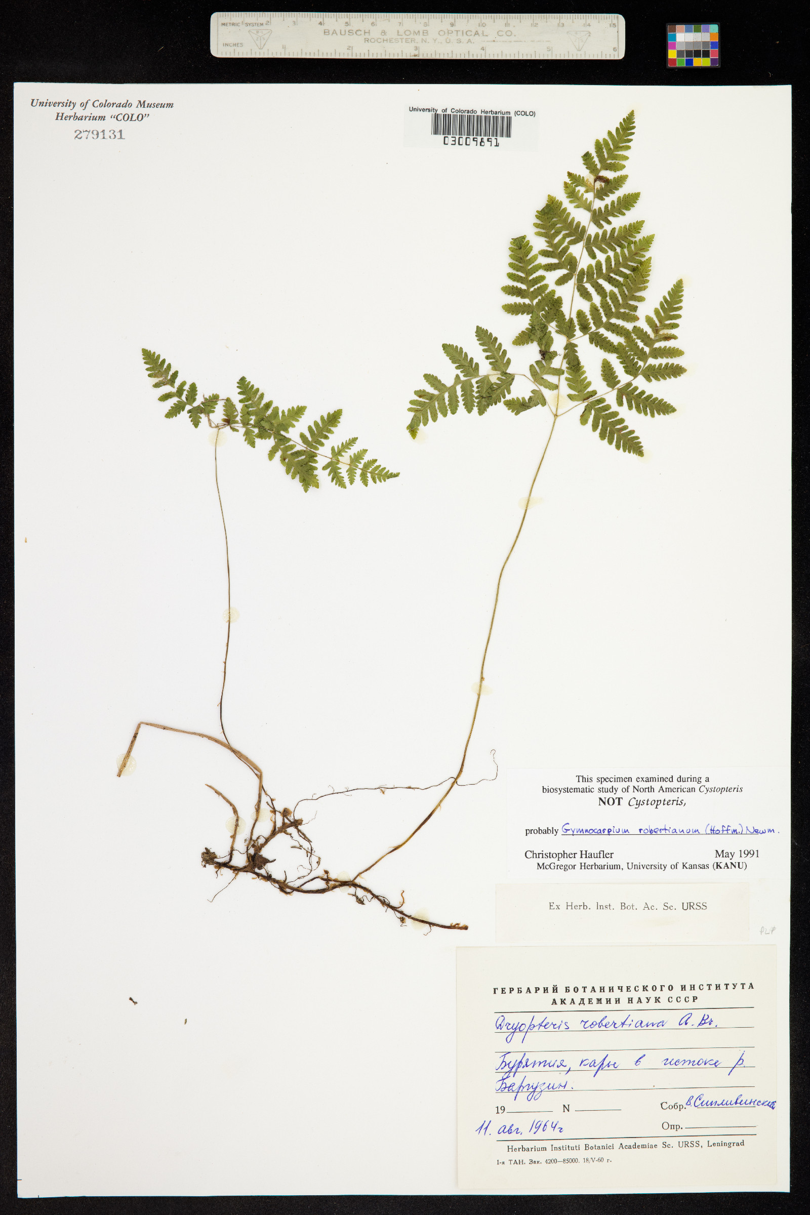 Gymnocarpium robertianum image