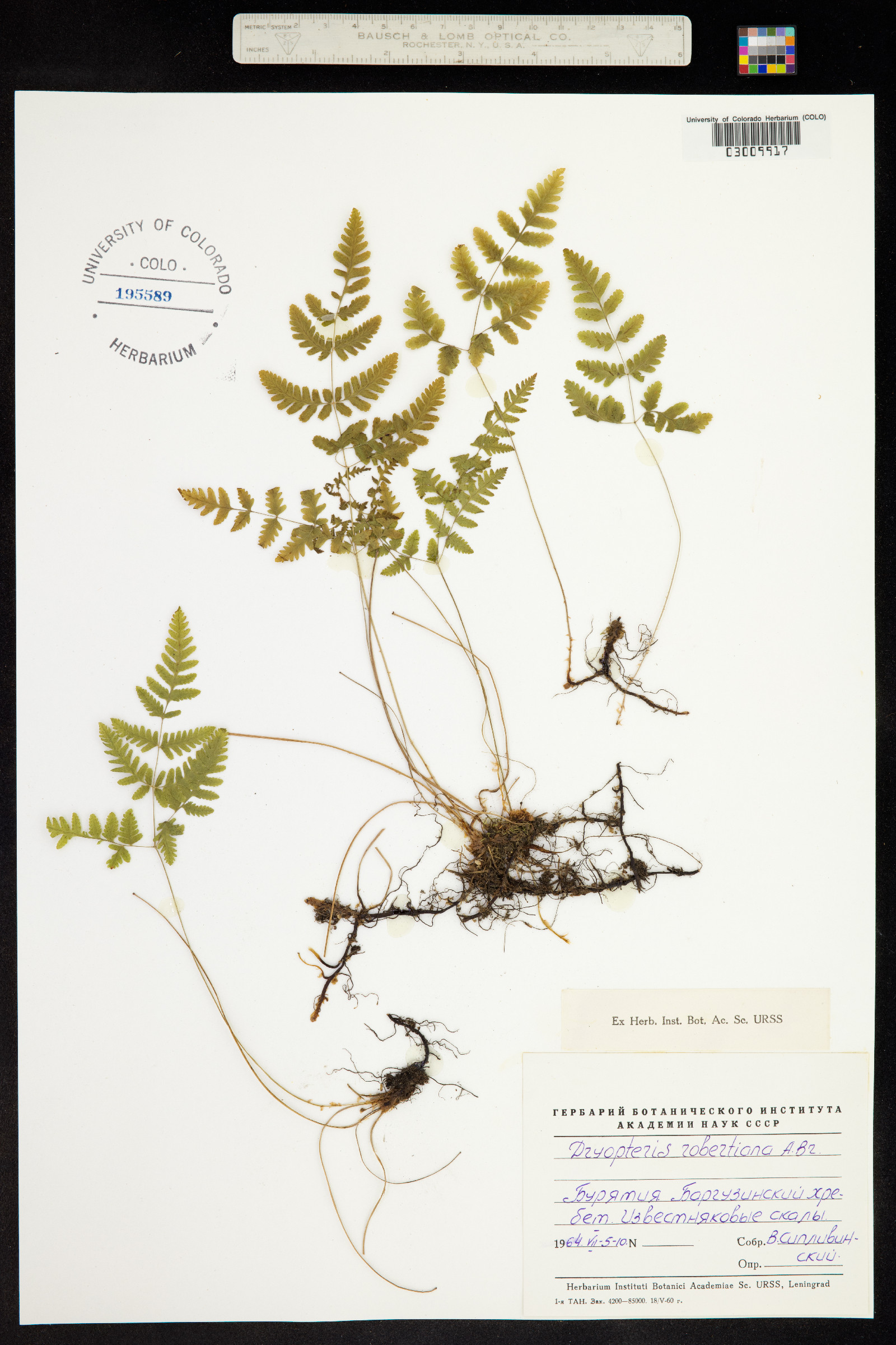 Gymnocarpium robertianum image