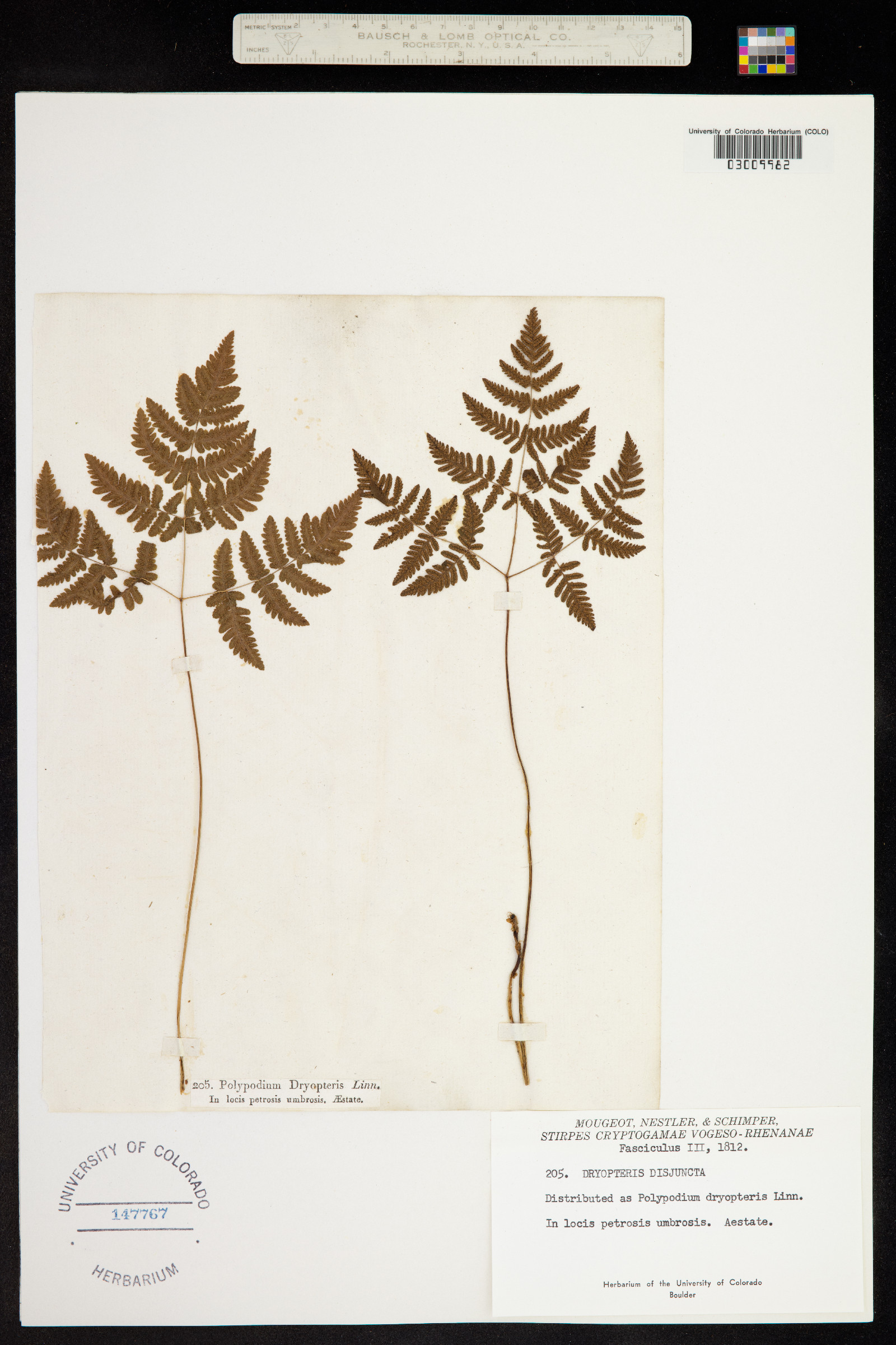 Gymnocarpium dryopteris image