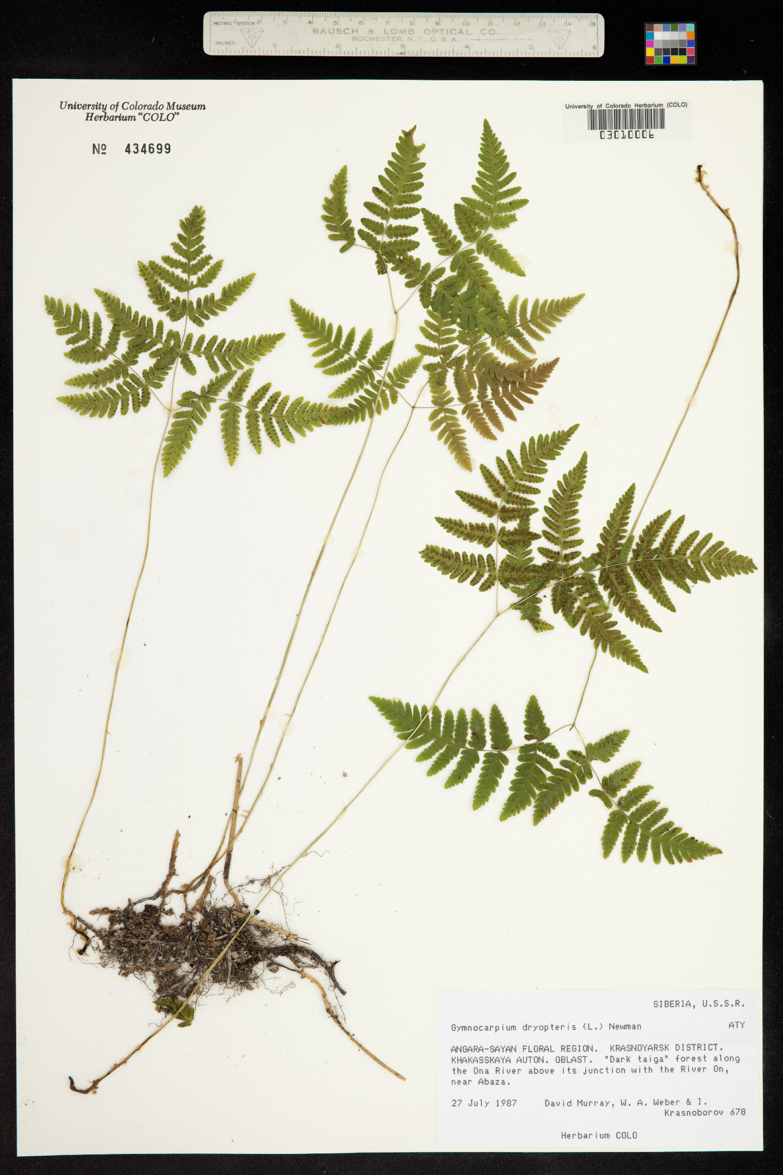 Gymnocarpium dryopteris image
