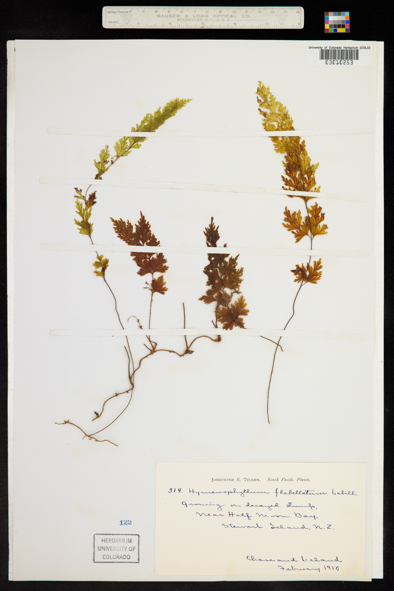 Hymenophyllum flabellatum image