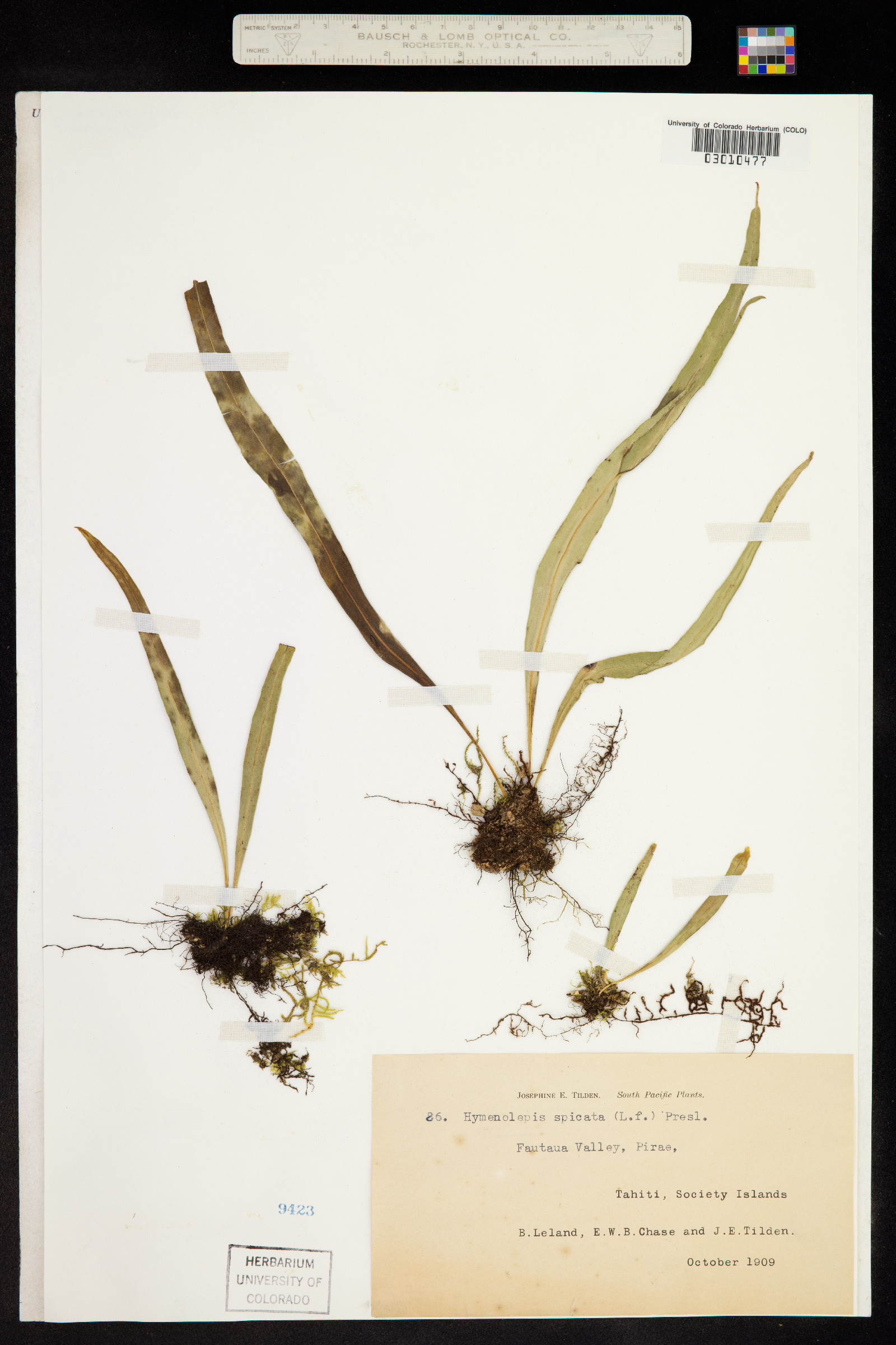 Lepisorus spicatus image