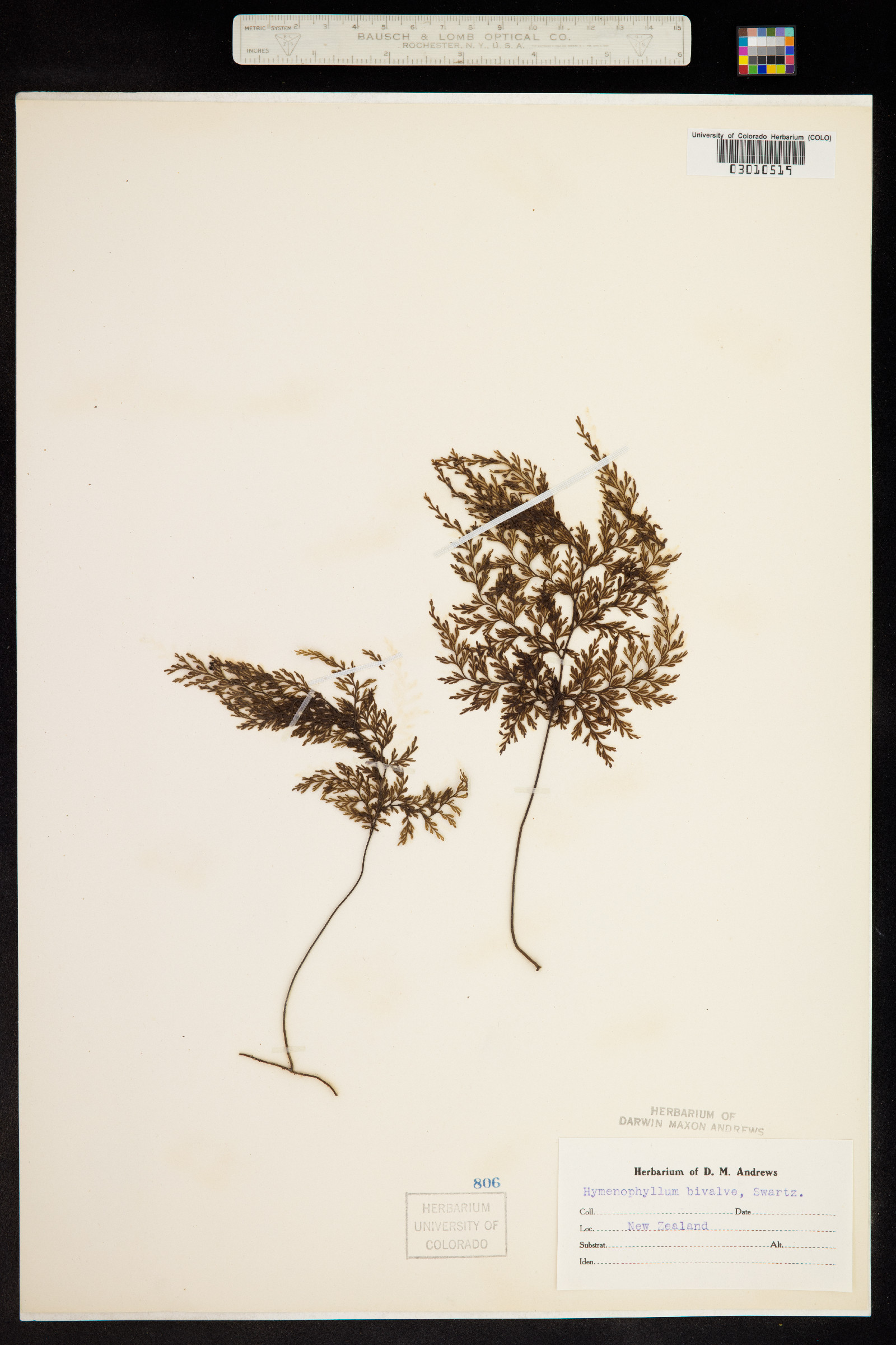 Hymenophyllum bivalve image