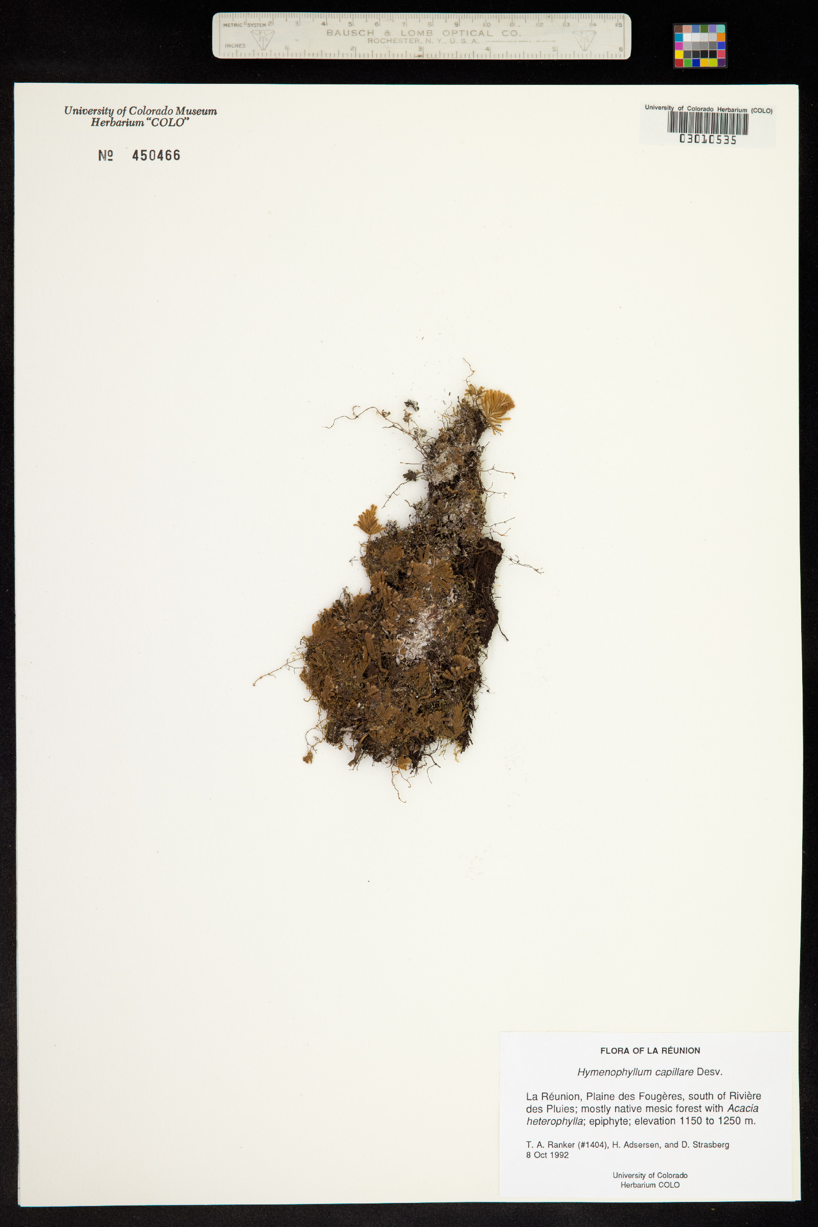 Hymenophyllum capillare image