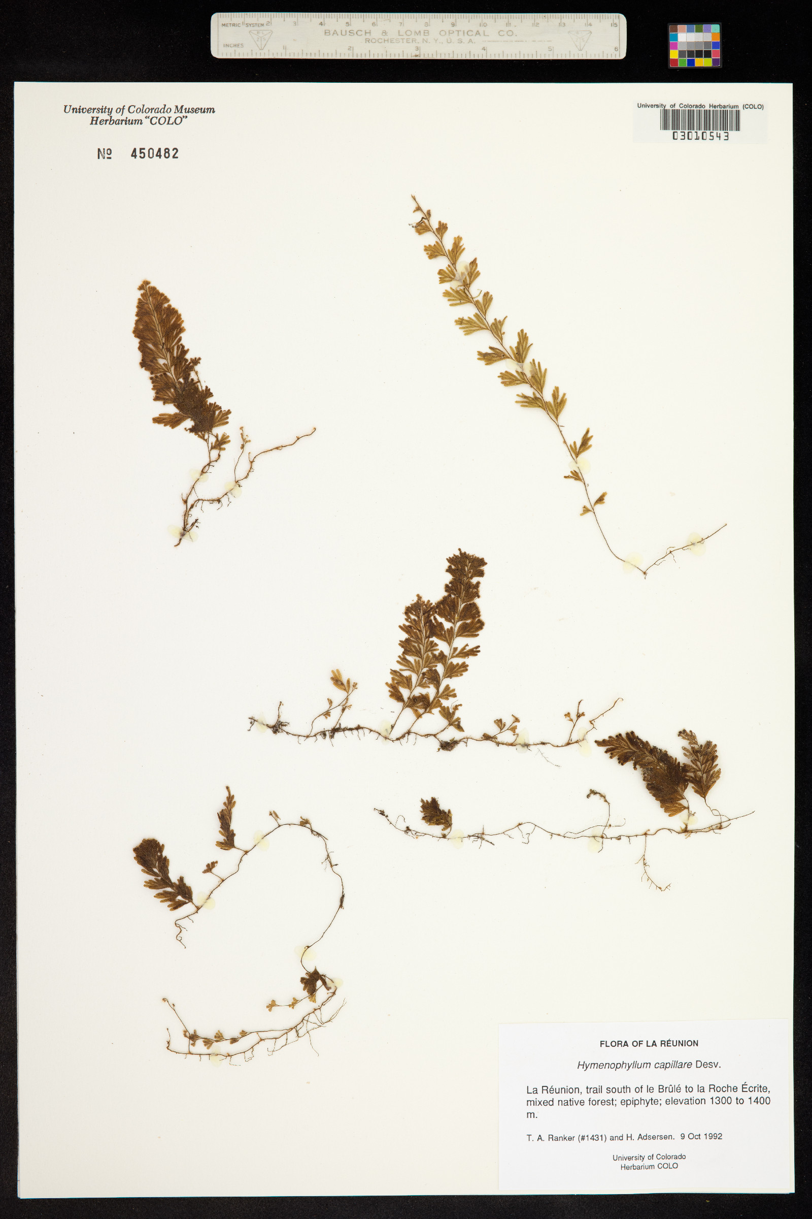 Hymenophyllum capillare image