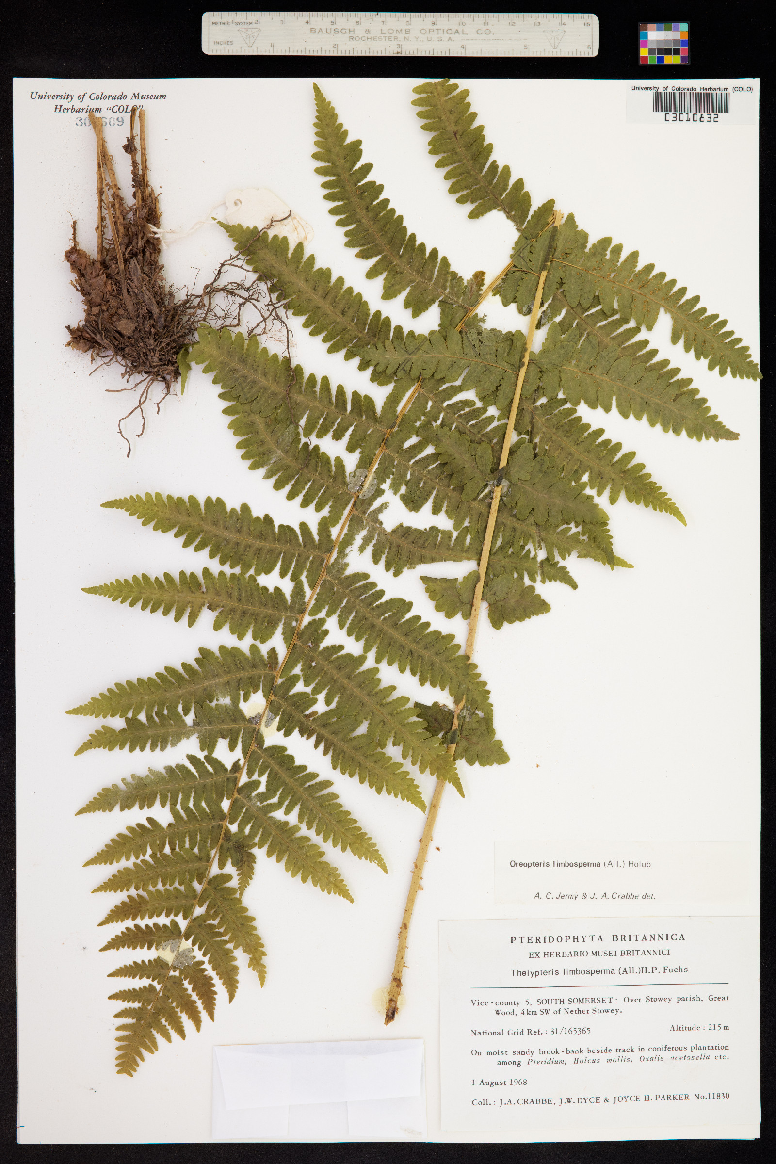 Thelypteris quelpaertensis image