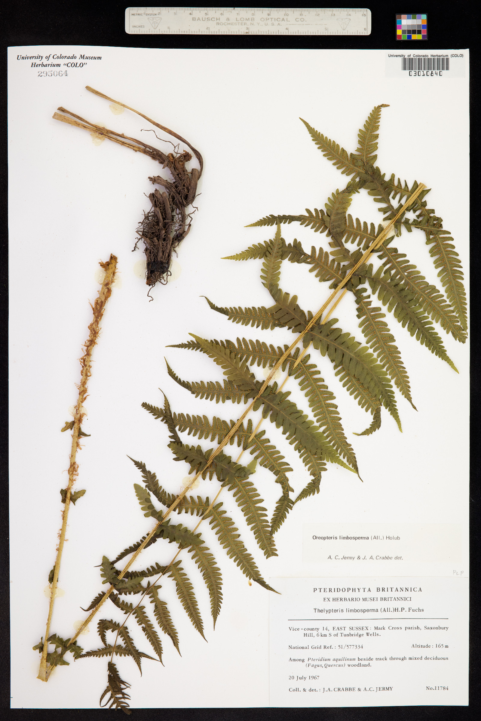 Thelypteris quelpaertensis image