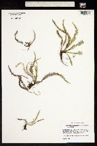 Image of Polypodium jubiforme