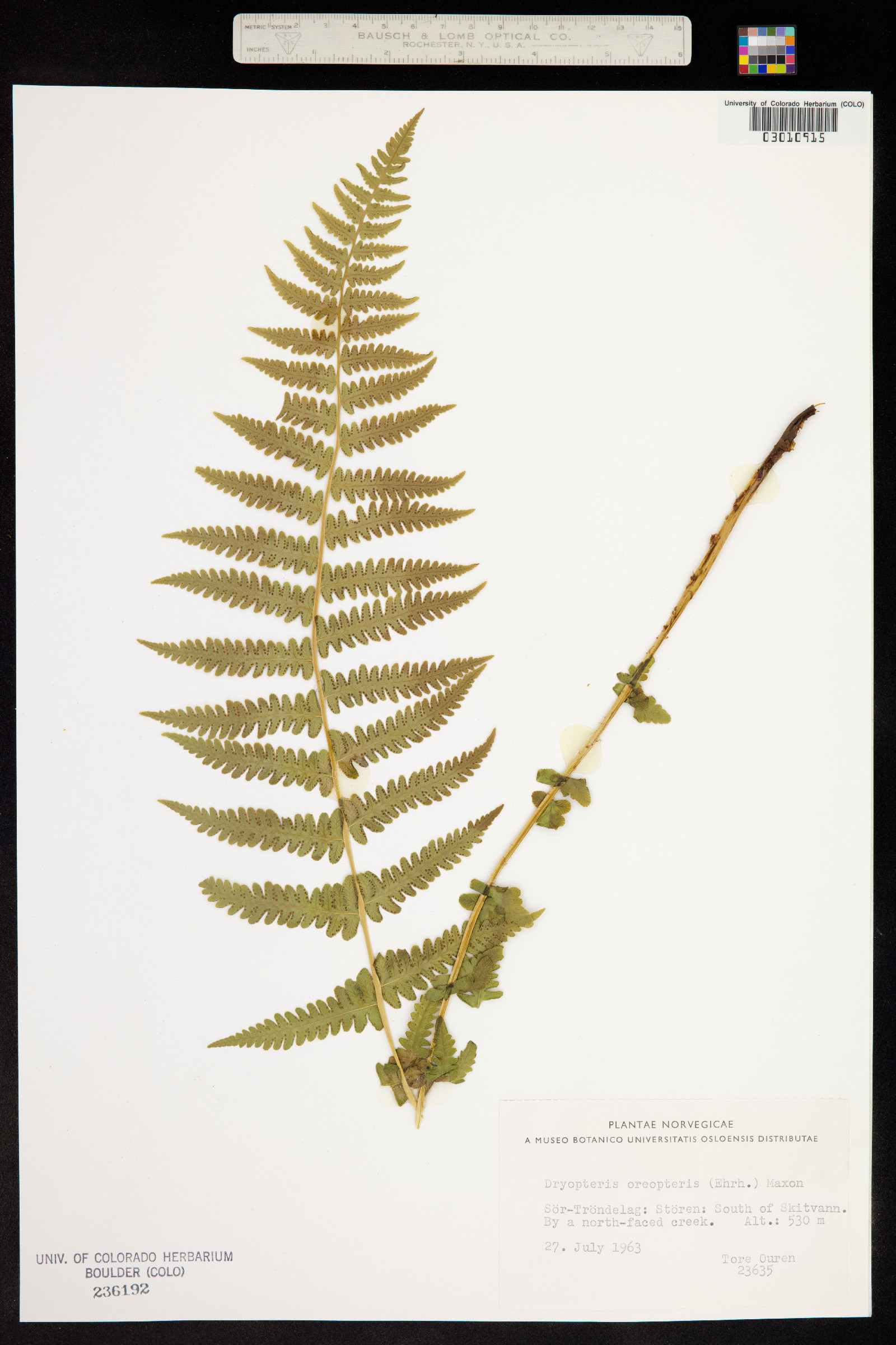 Thelypteris quelpaertensis image