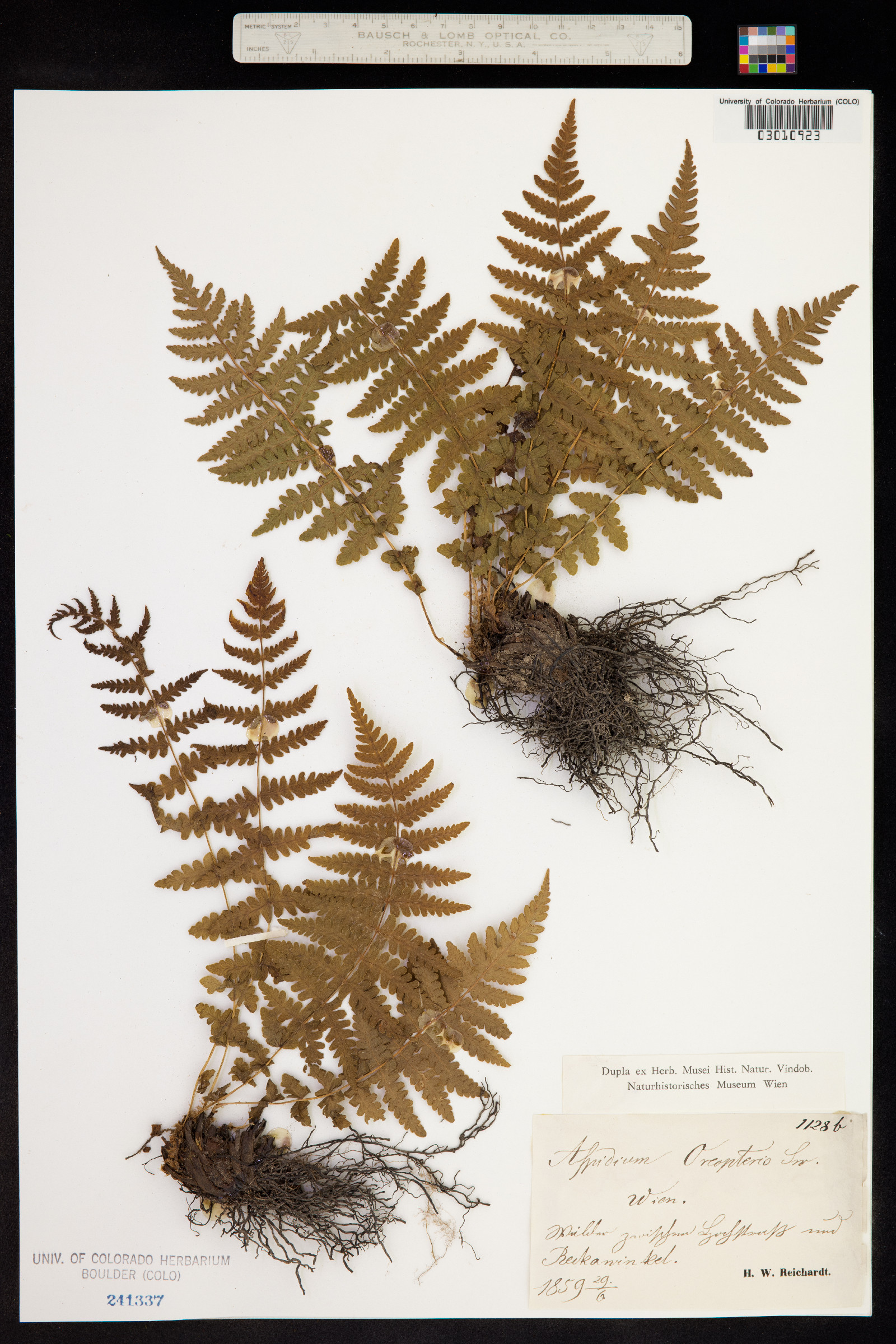 Thelypteris quelpaertensis image