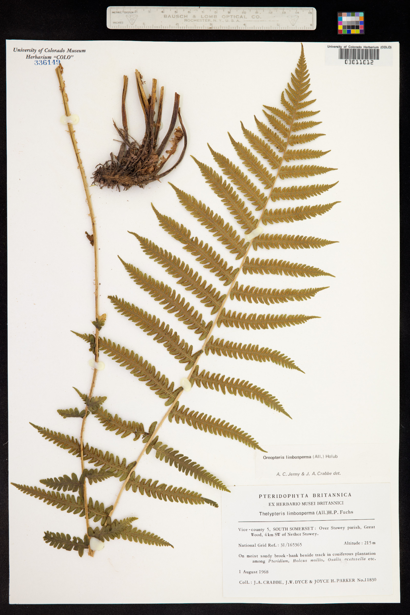 Thelypteris quelpaertensis image