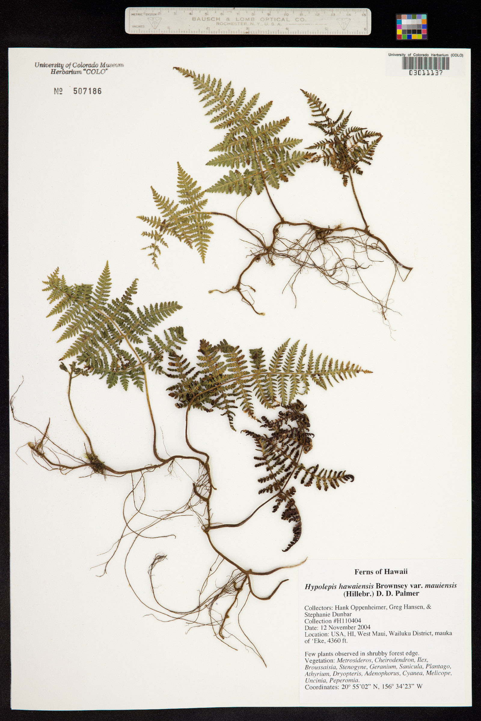 Hypolepis hawaiiensis image