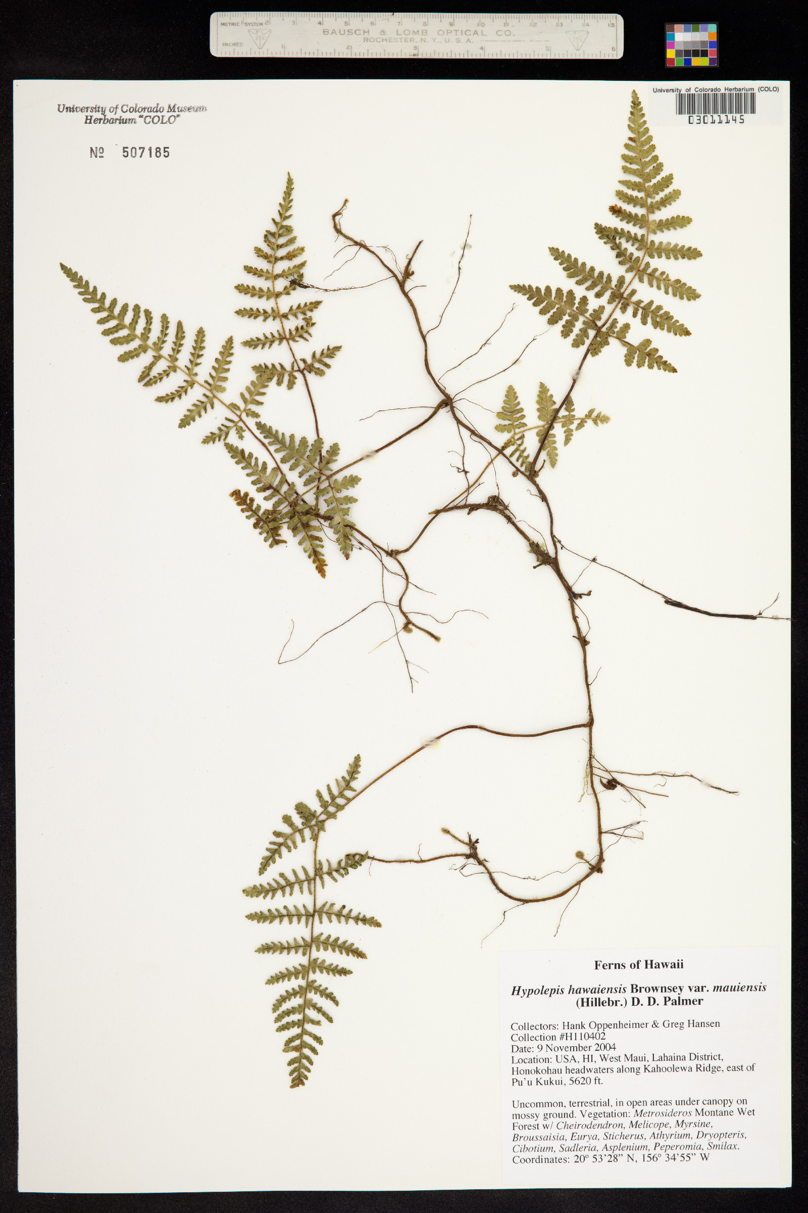 Hypolepis hawaiiensis image
