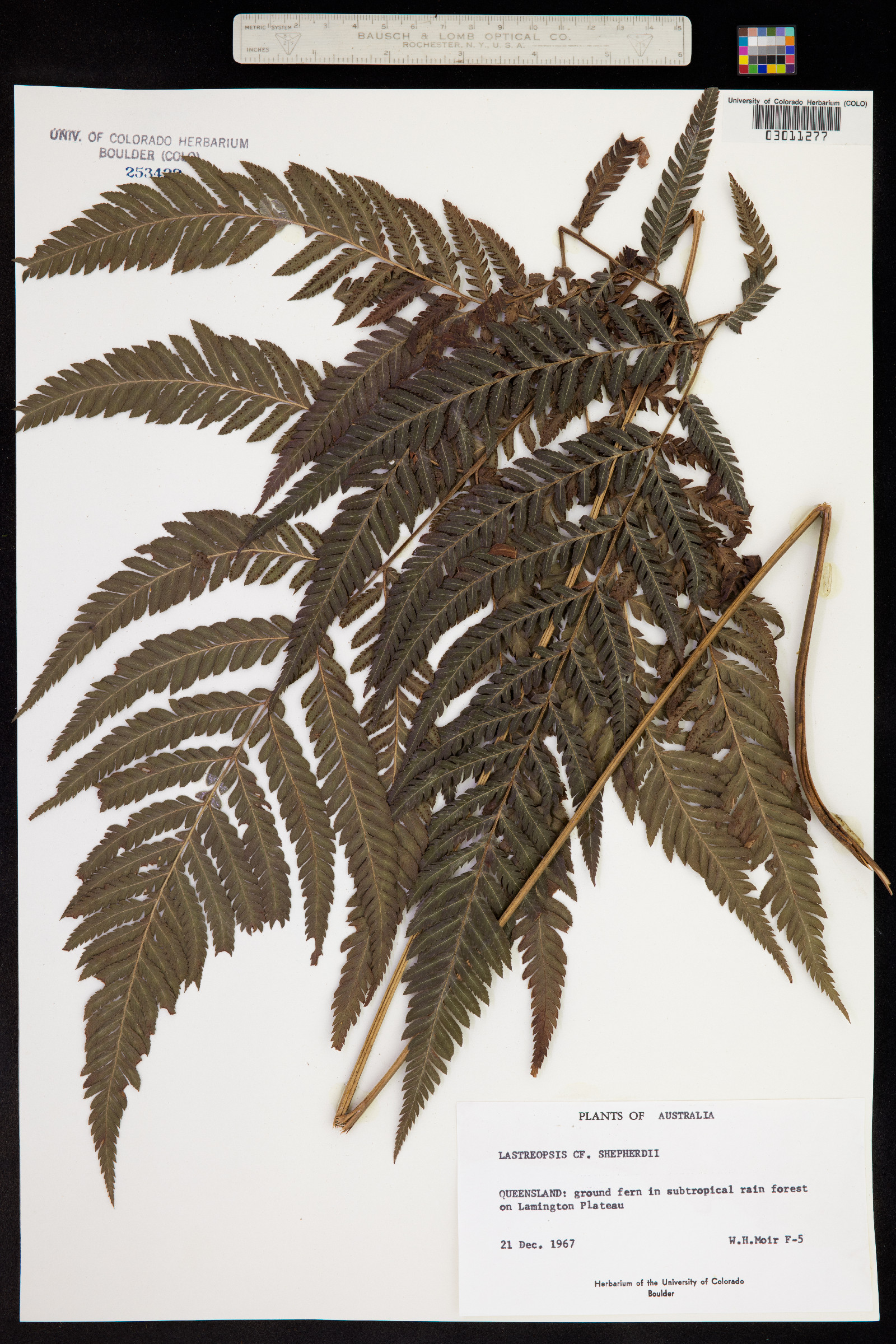 Lastreopsis hispida image