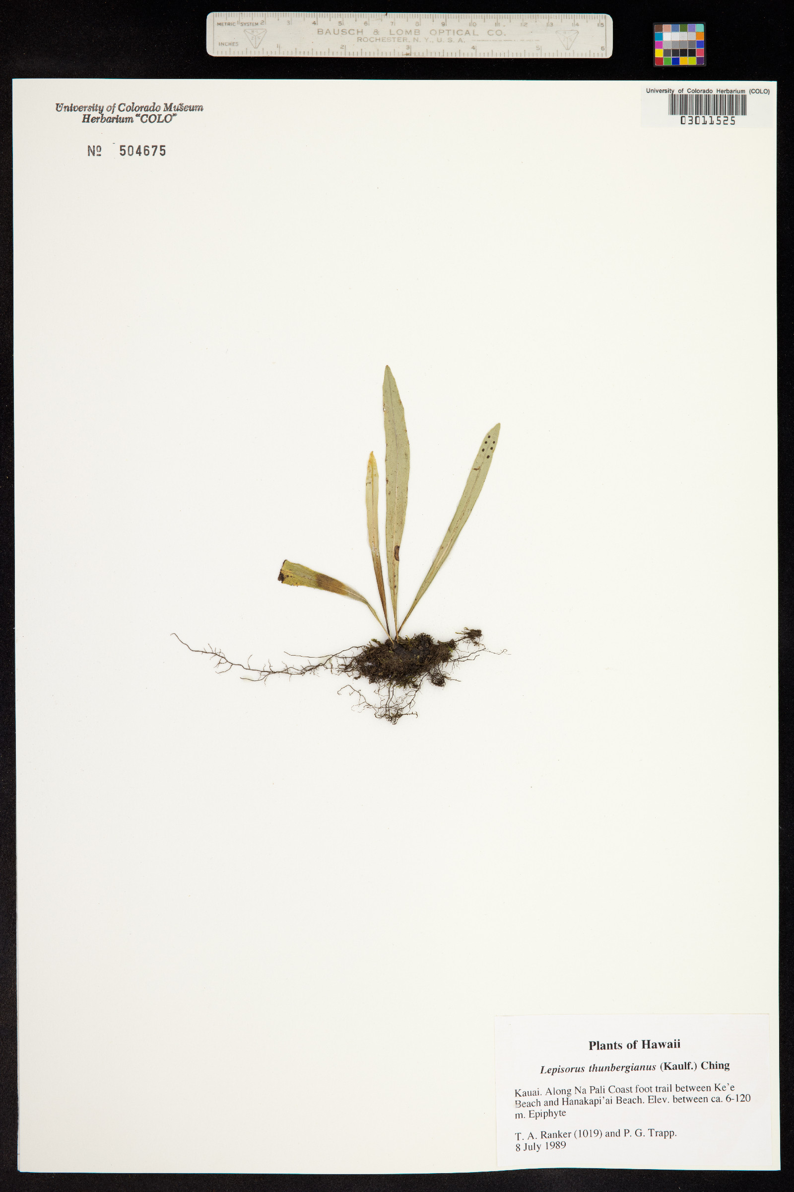 Lepisorus thunbergianus image