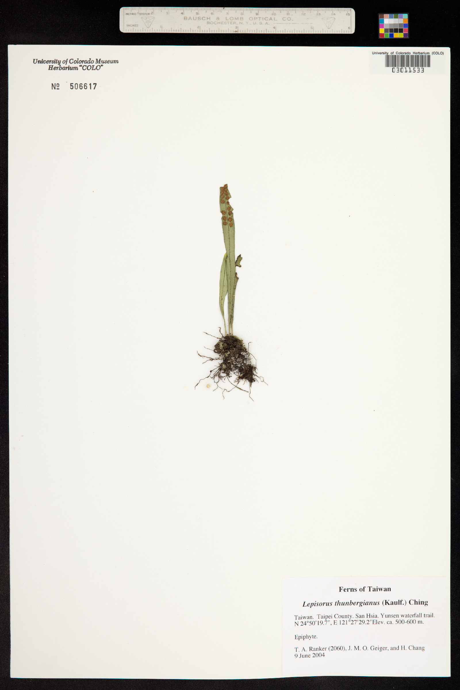 Lepisorus thunbergianus image