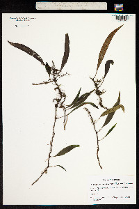 Image of Lepisorus diversus