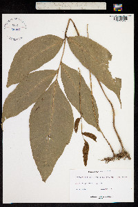 Image of Bolbitis nicotianifolia