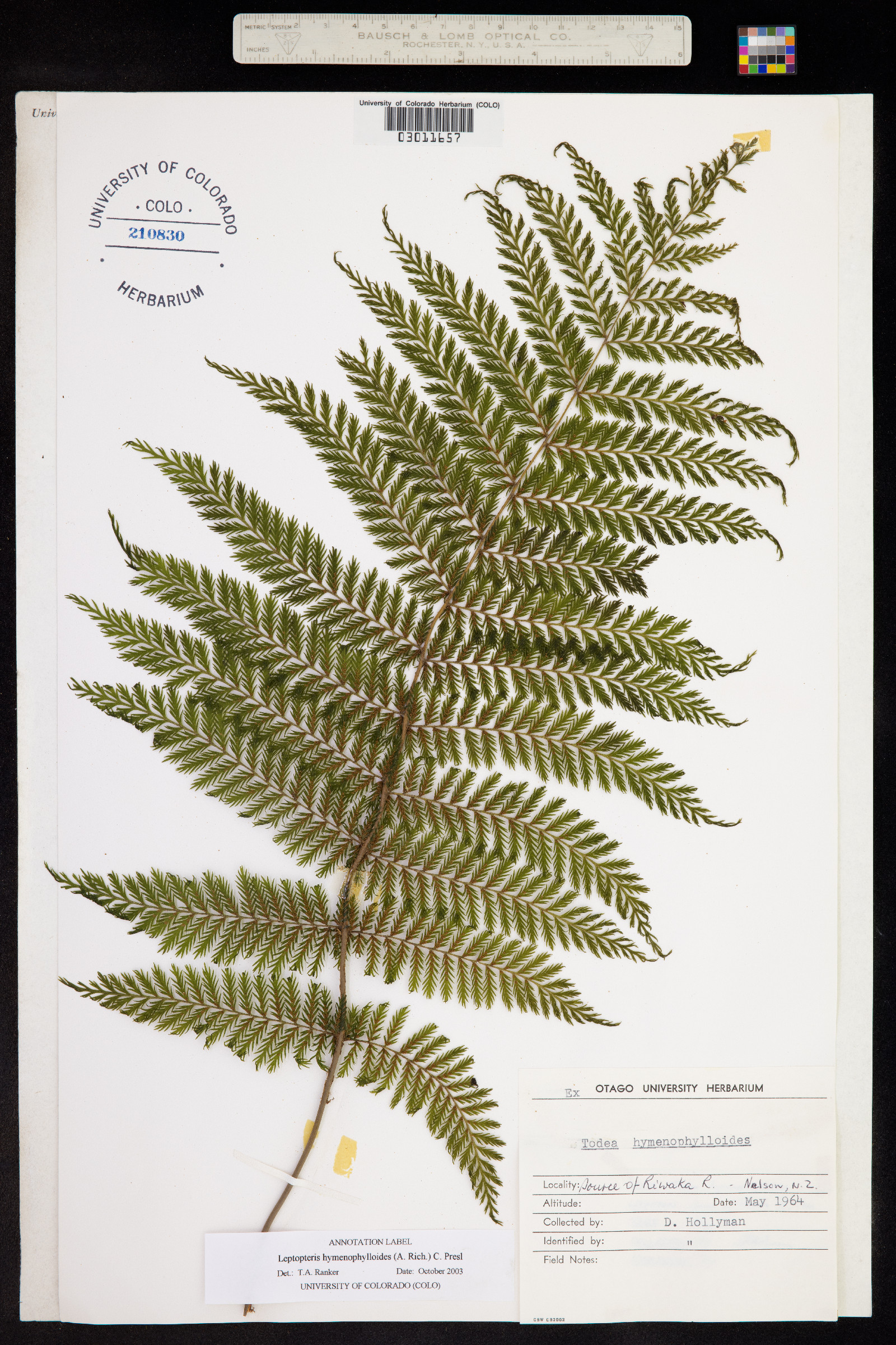 Leptopteris hymenophylloides image