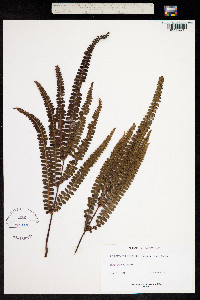 Image of Lindsaea portoricensis