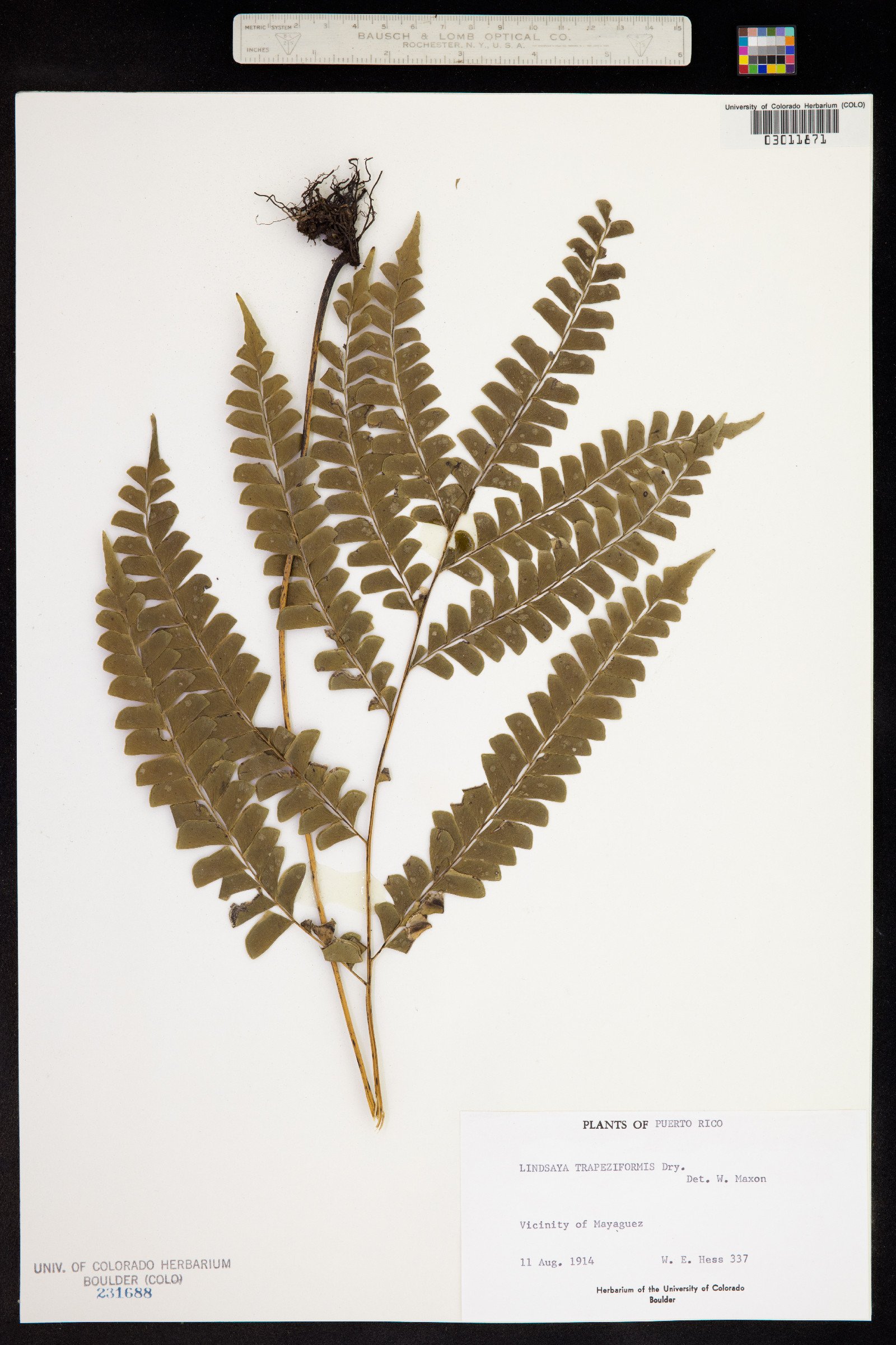 Lindsaea trapeziformis image