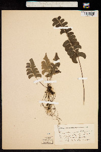 Lindsaea trapeziformis image