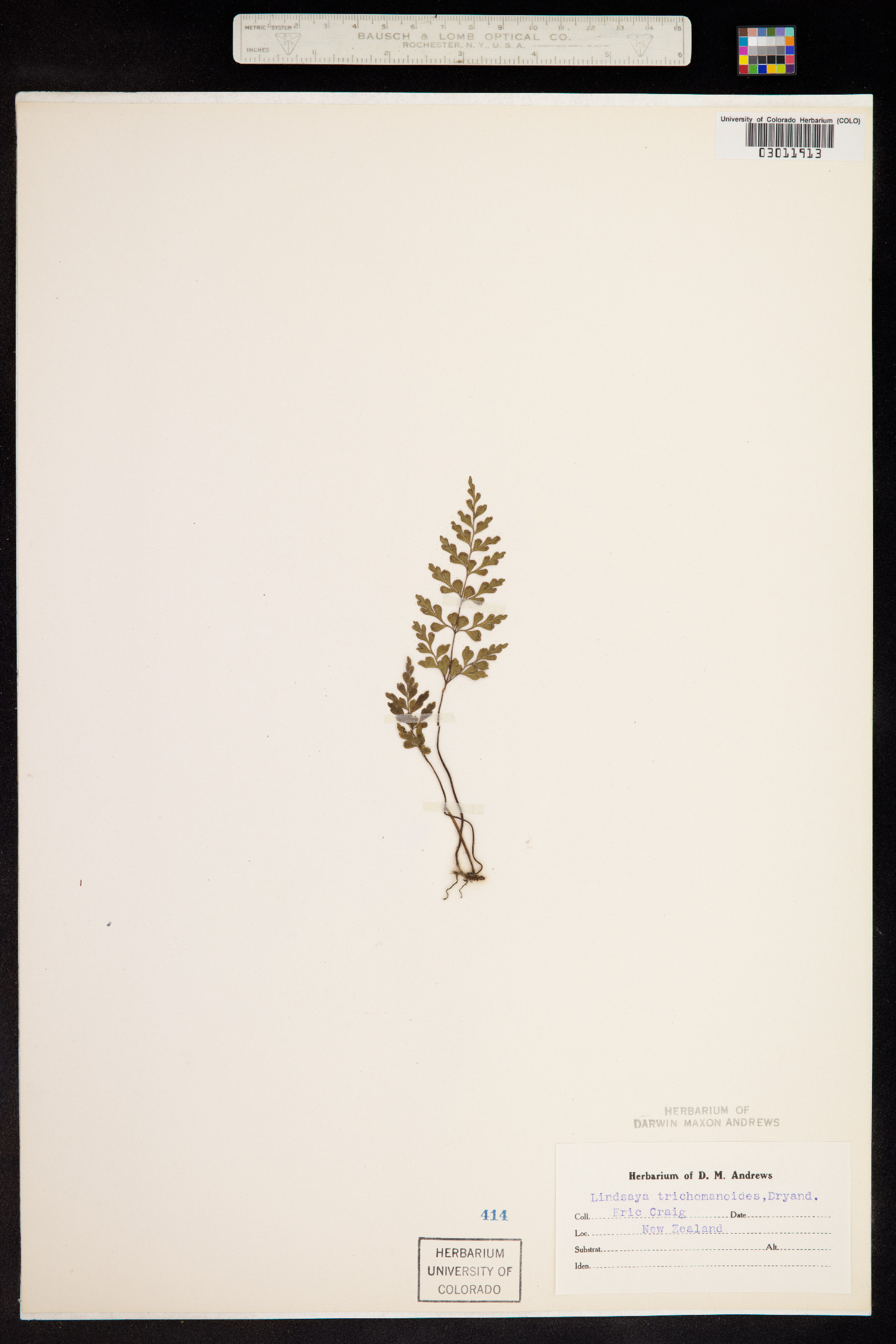 Lindsaea trichomanoides image